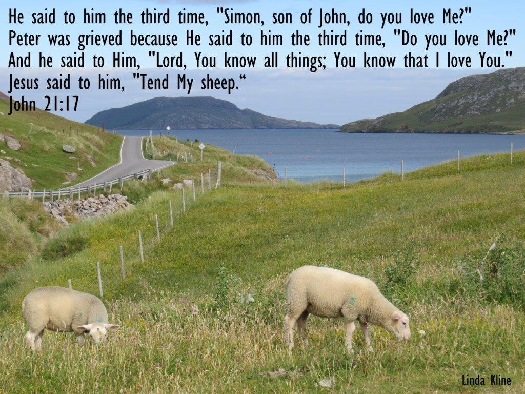 fb tend sheep Scotland Vatersay 7-12-2018 5-19-037.jpg