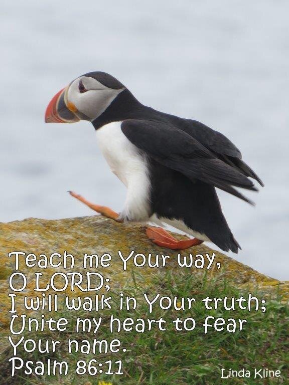 fb walk 08 Newfoundland Elliston Puffins 7-2-2019 2-21-020.jpg