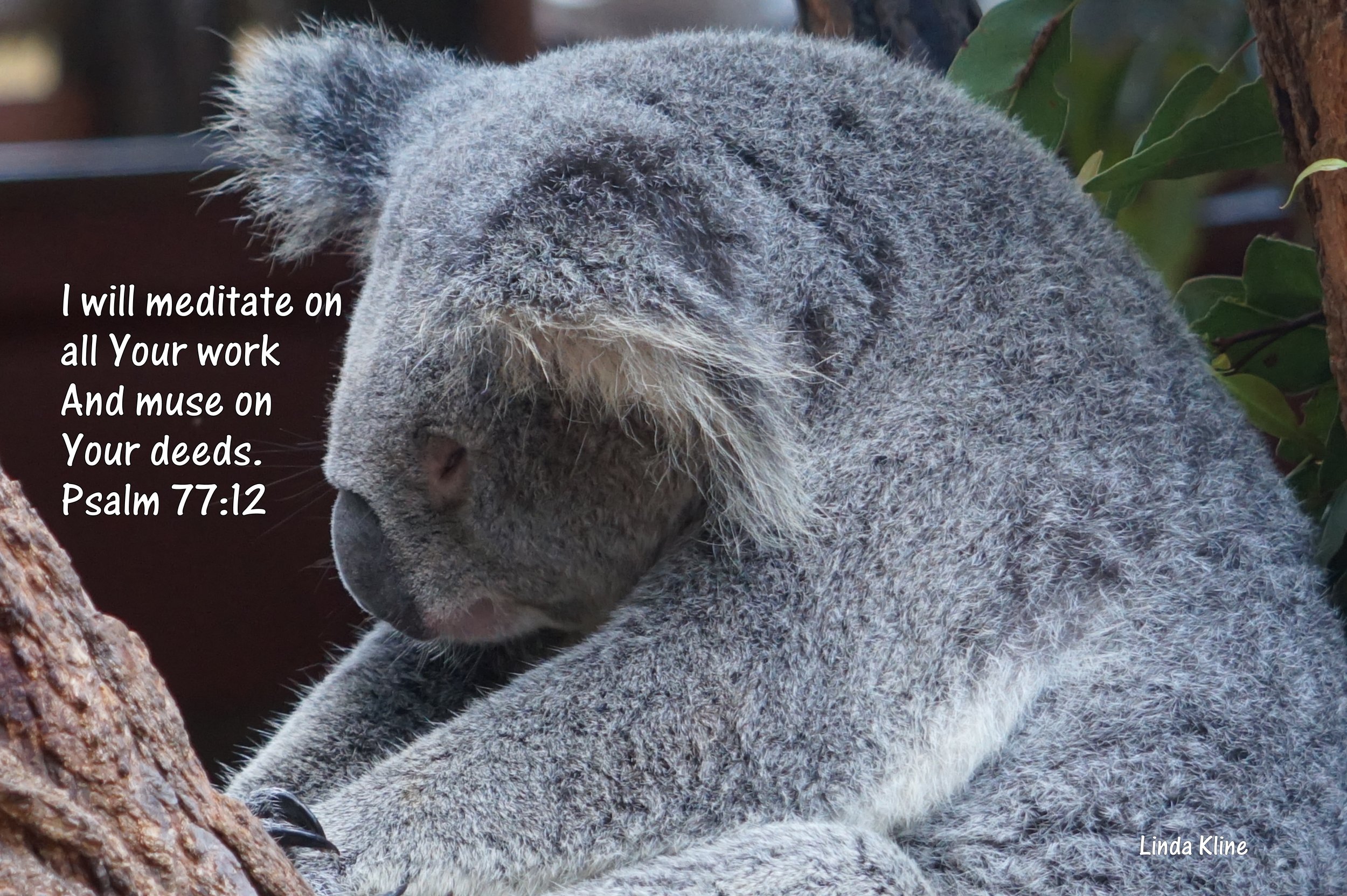 Australia Zoo meditate.JPG