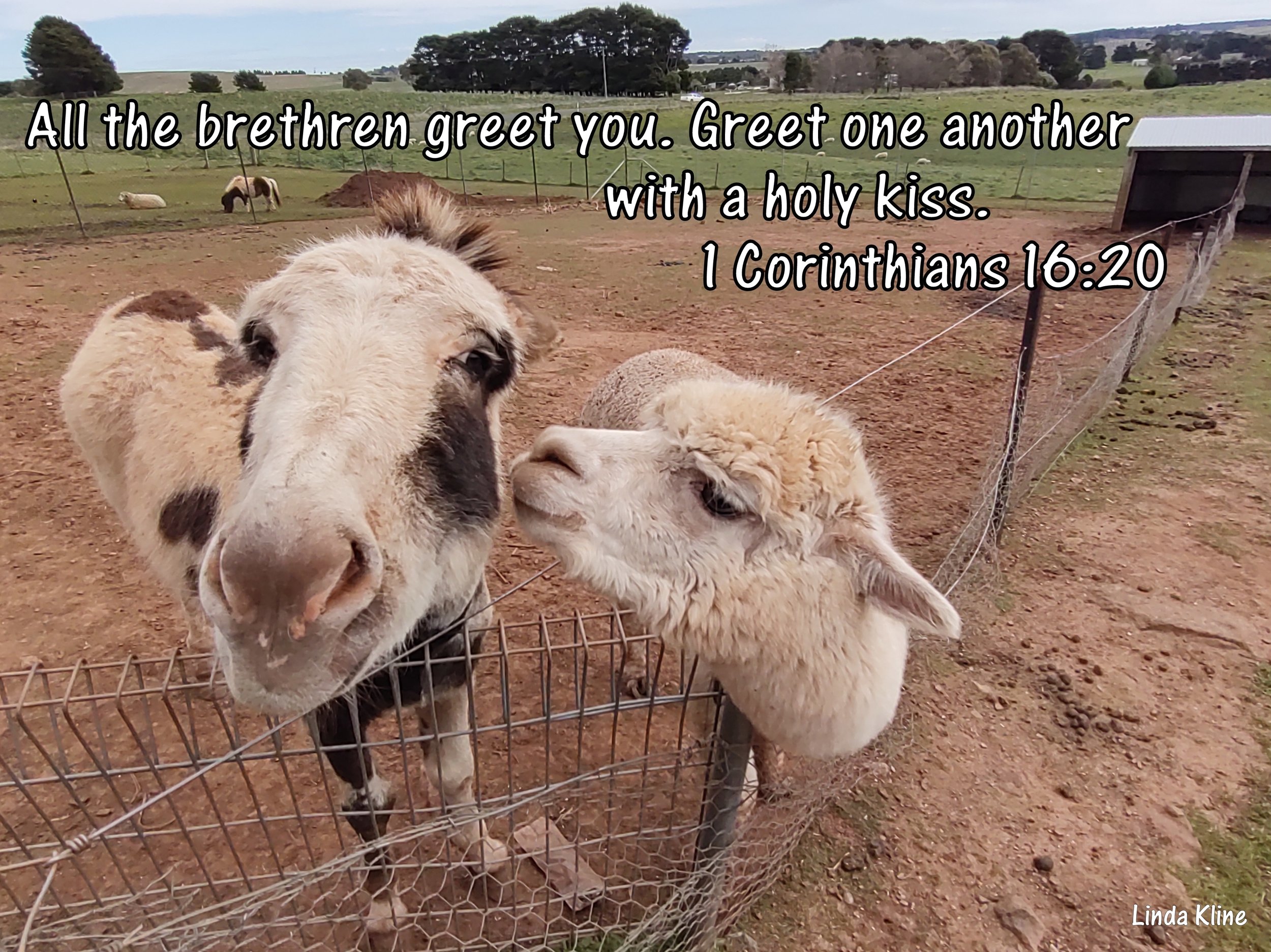 Crookwell Taralga Wildlife Park holy kiss.jpg