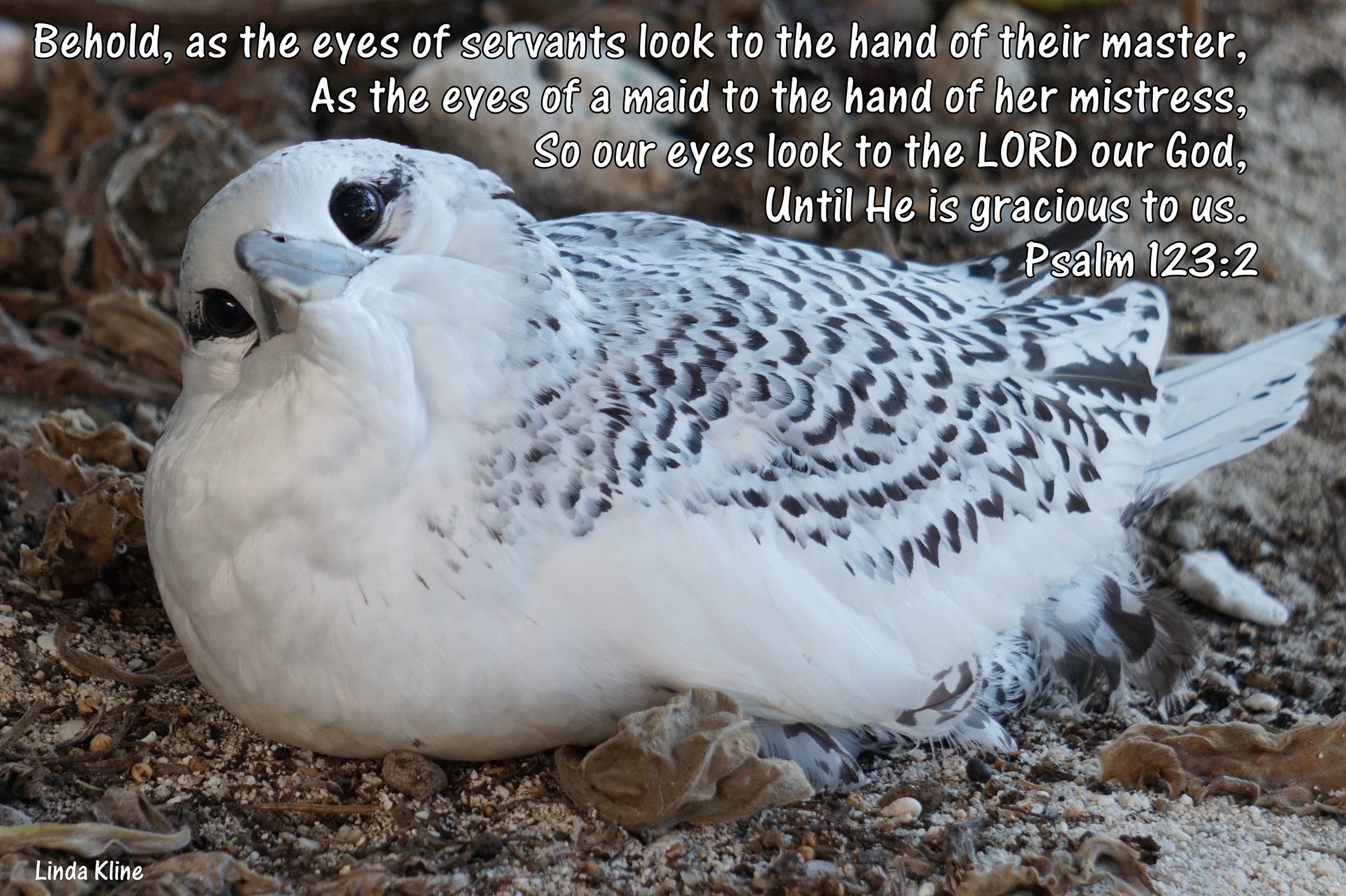 Lady Elliot Island  eyes.JPG