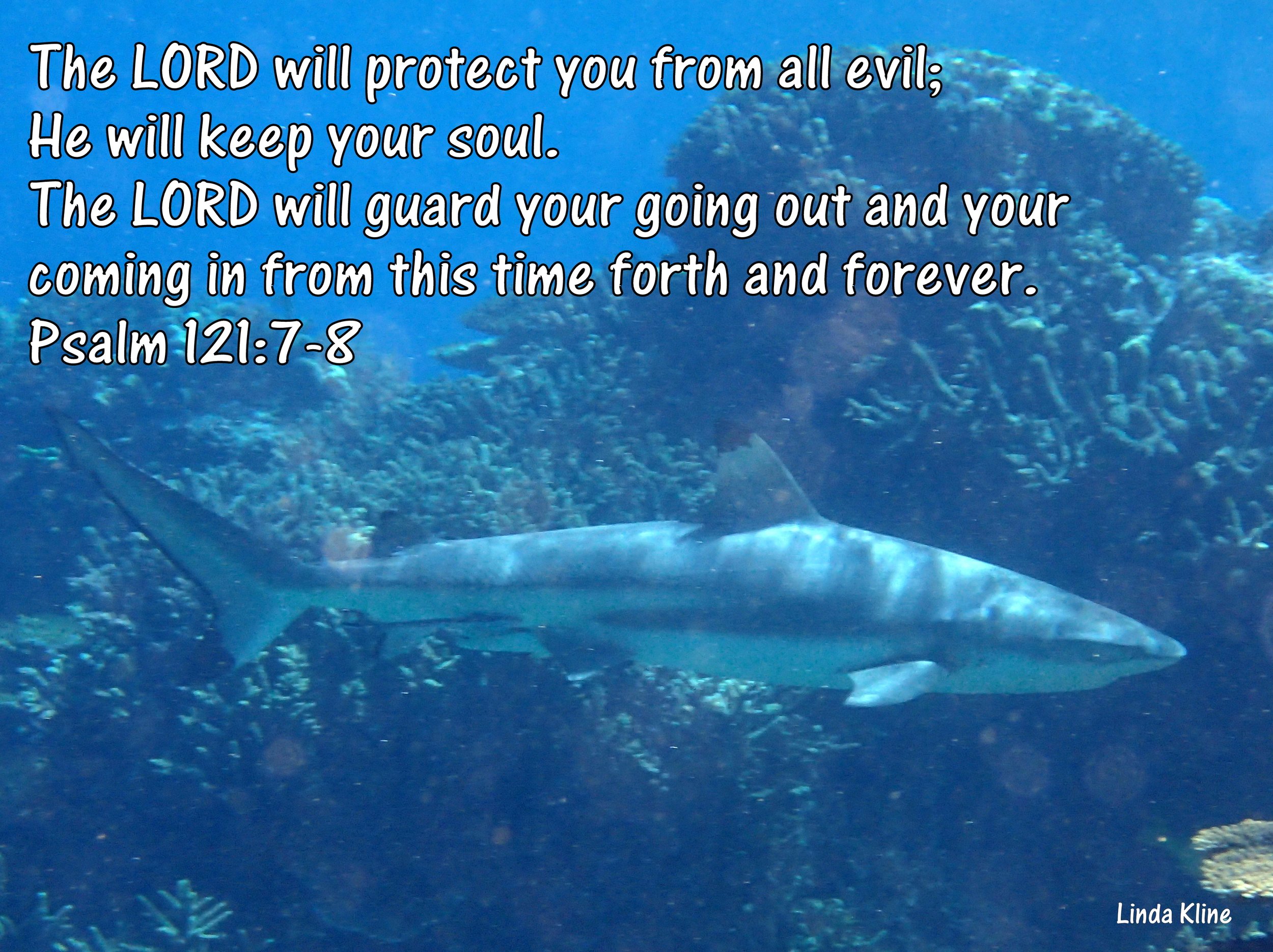 Lady Elliot Island  shark protect.JPG