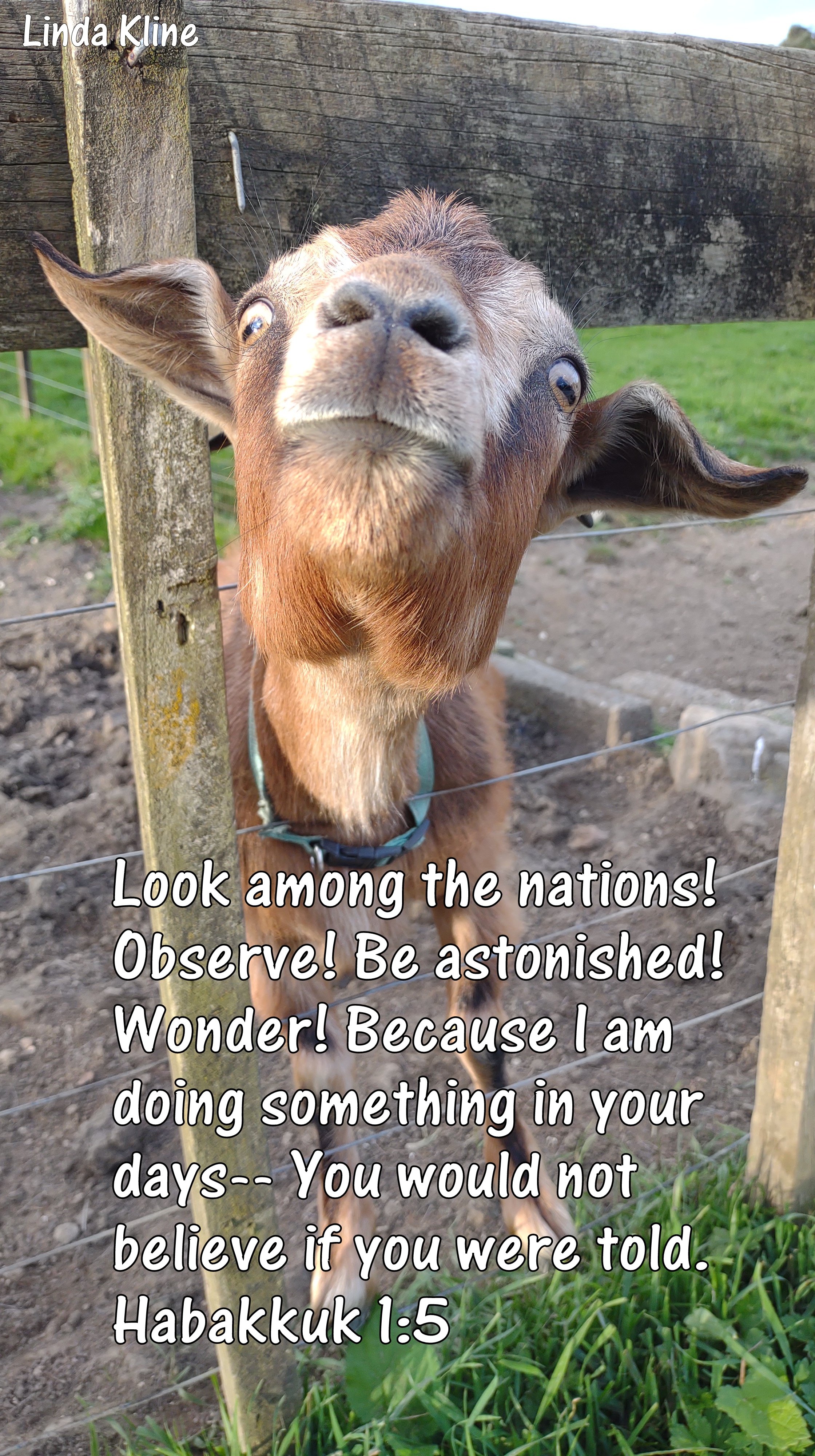 New Zealand Waitomo goat.jpg