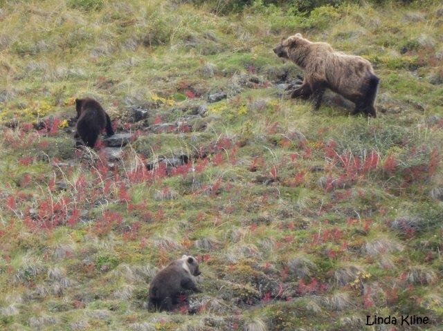 Alaska 6 Healy and Denali 8-27-2023 4-43-067.jpg