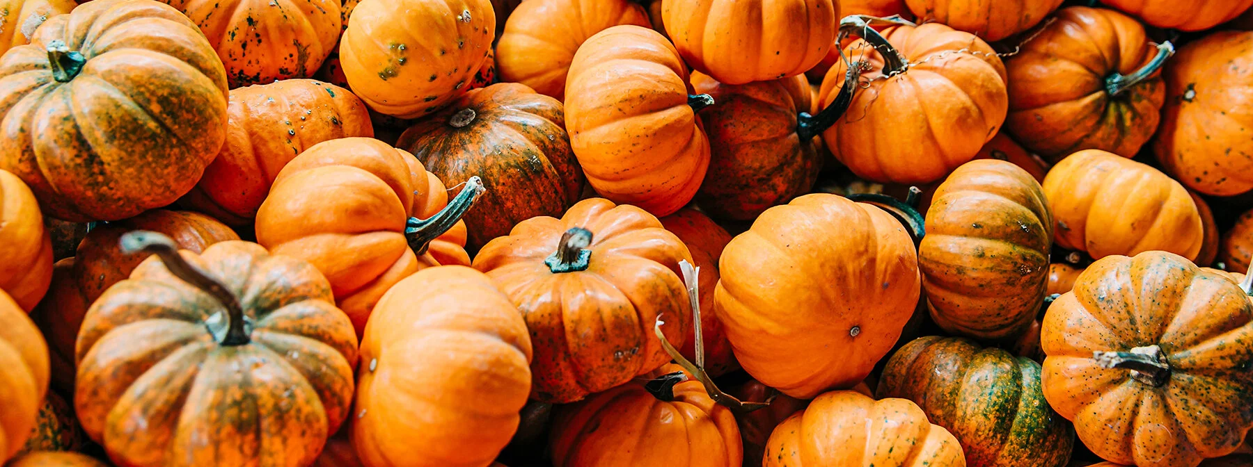 pumpkins.jpg