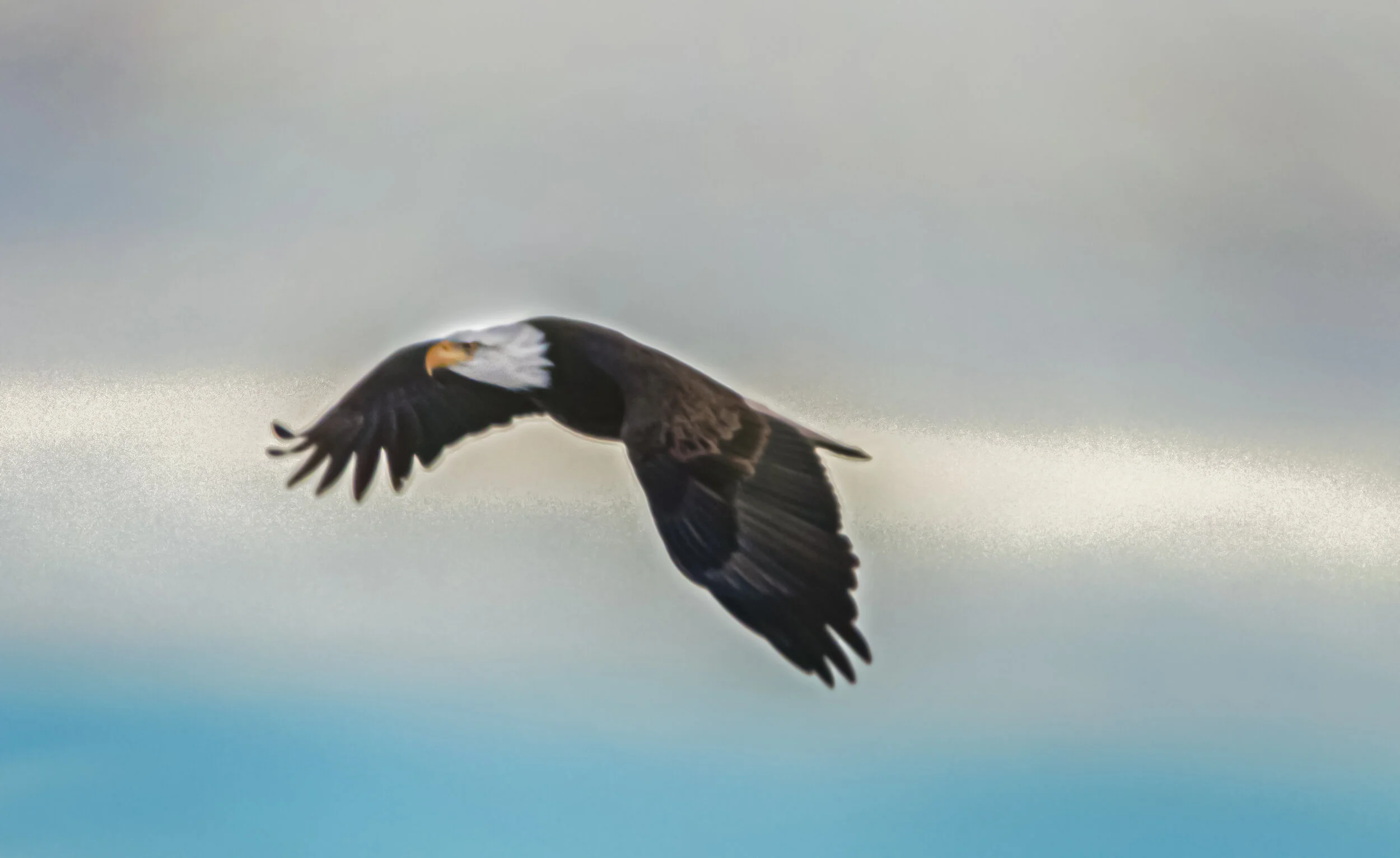 3489 Eagle flying..jpg