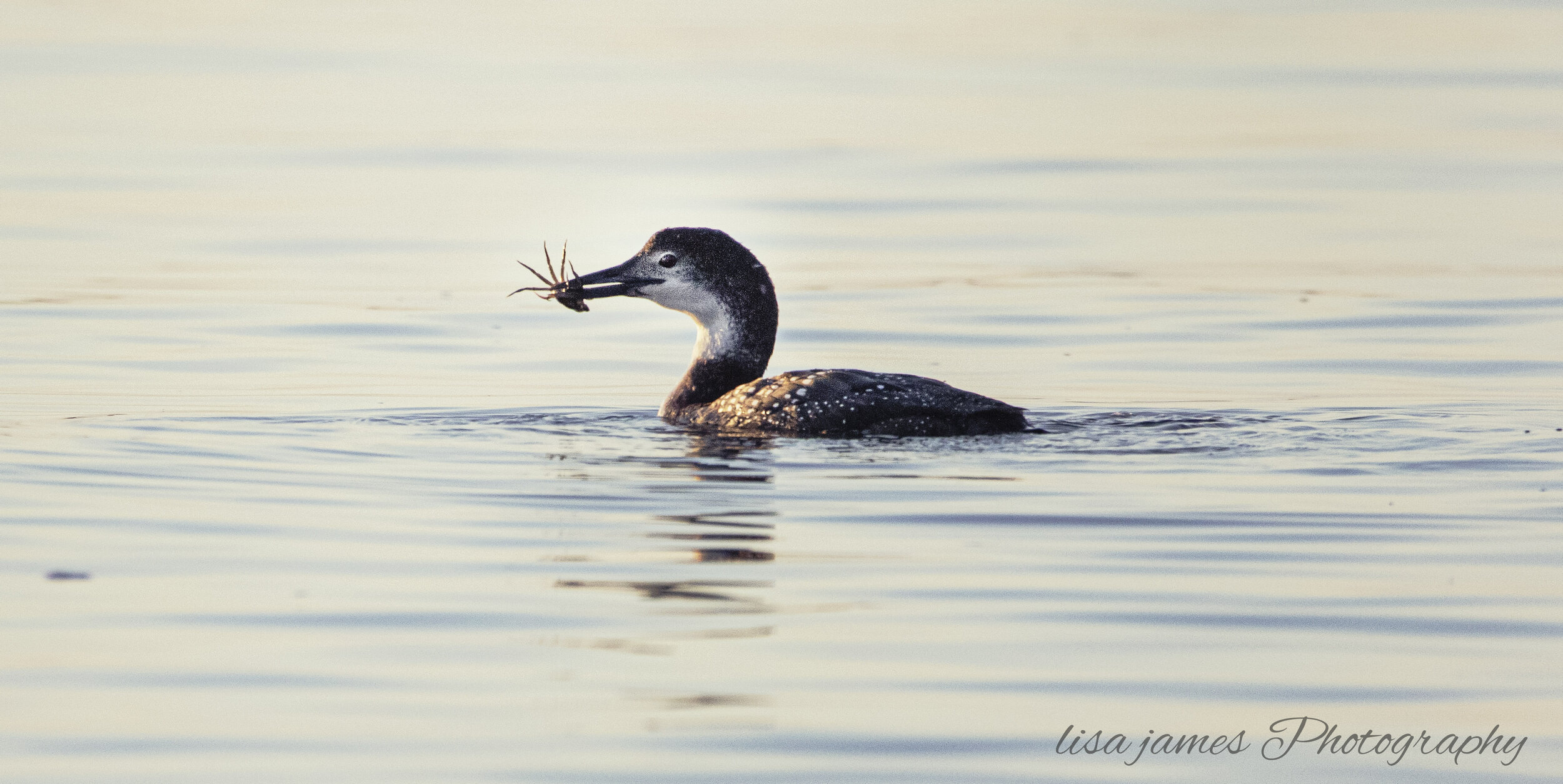 loon snack sign_09A1136.jpg