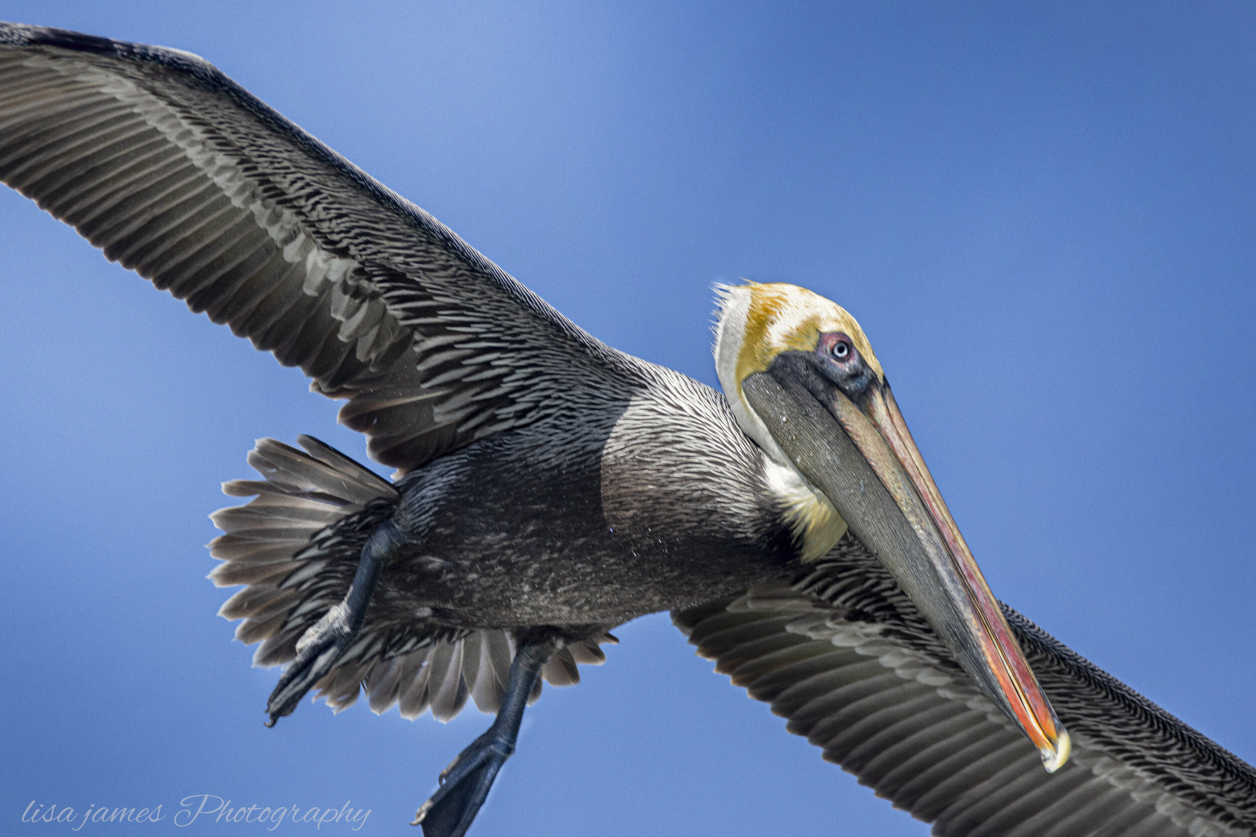 pelican overhead_09A9377sign.jpg