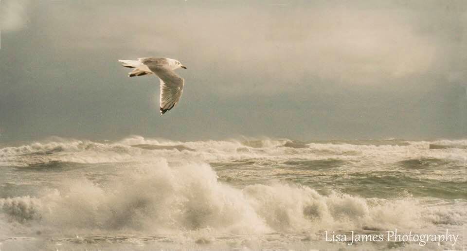 seagull in storm.jpg