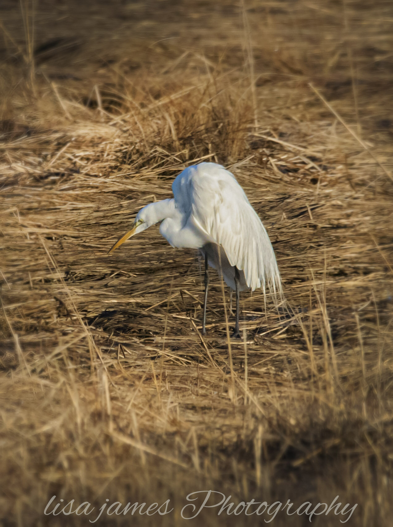 white heron sign_09A1919.jpg