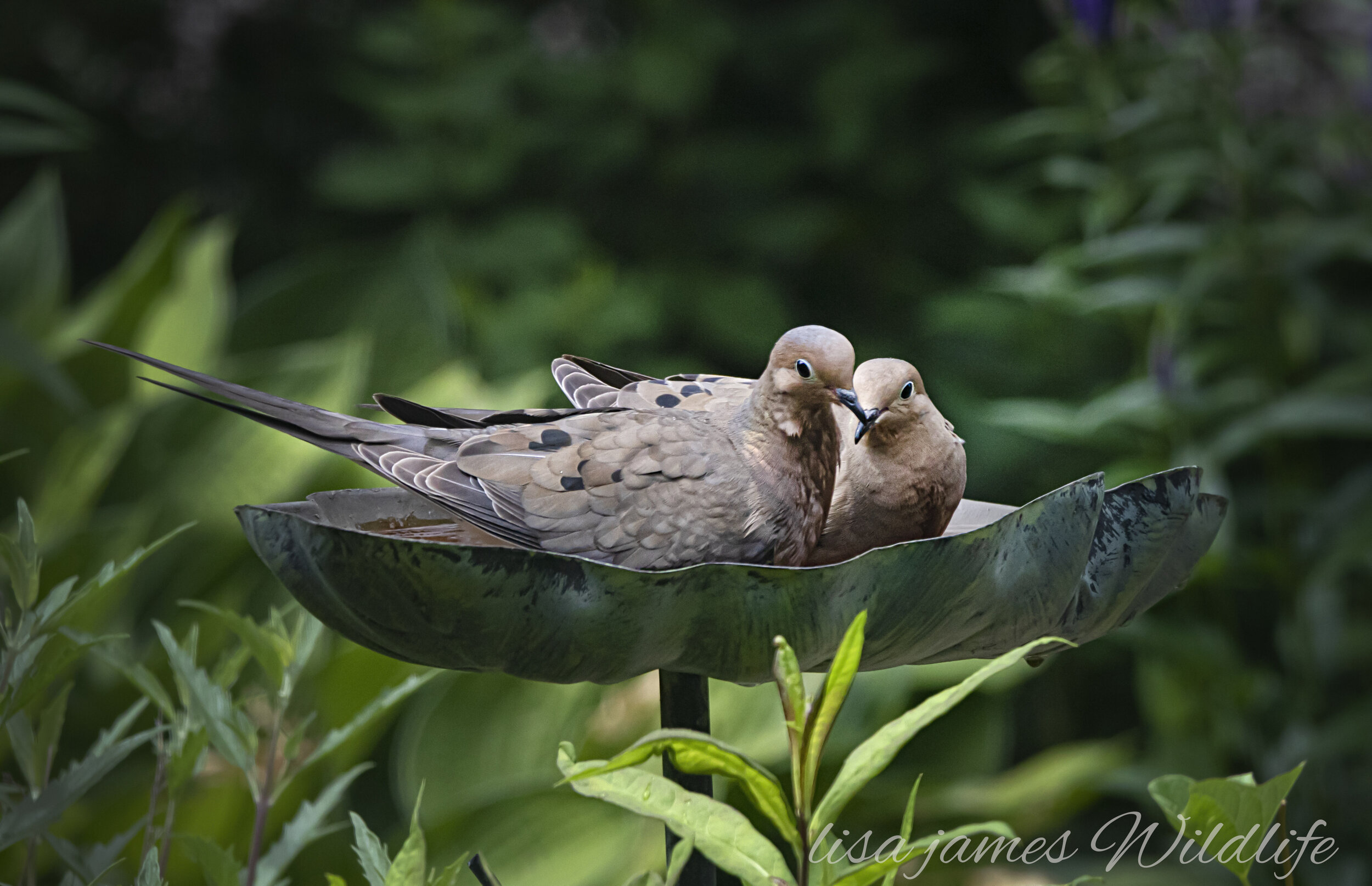 mourning doves_09A8838-sign.jpg