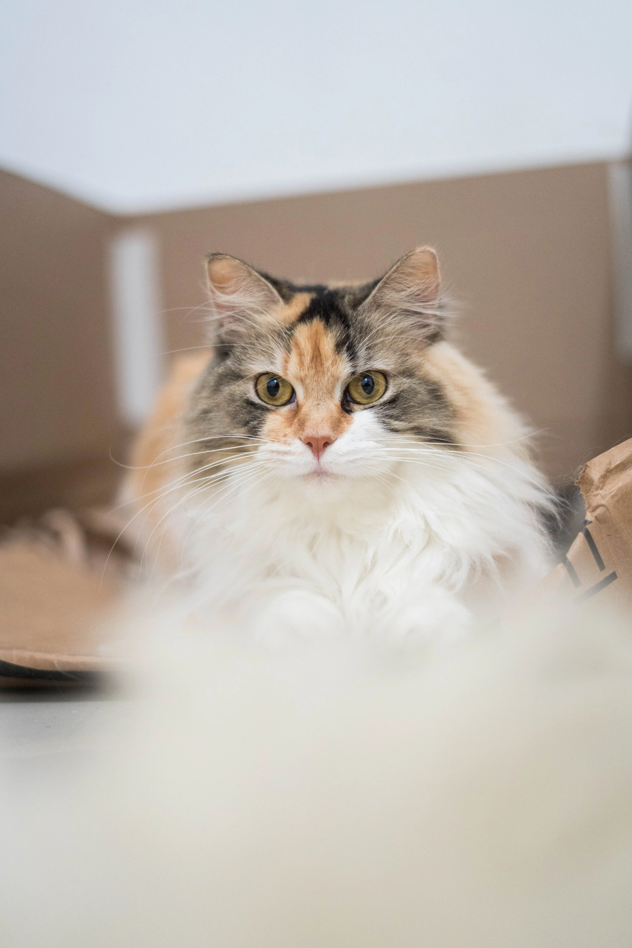 Product Tip: Cat Litter