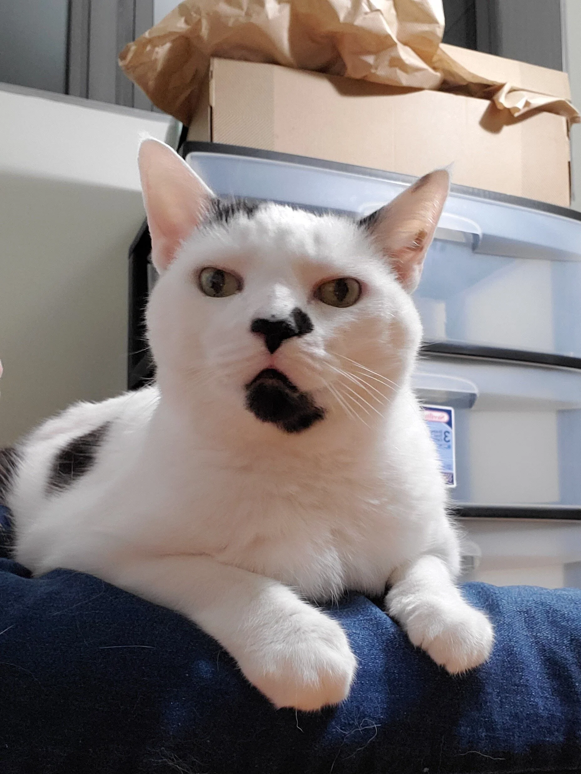 boarding cats while on vacation