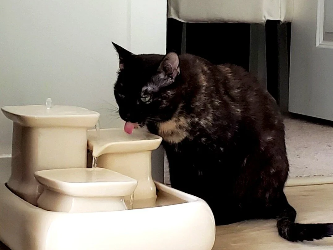 Water Fountains Benefit You, Your Cat, and Your Home