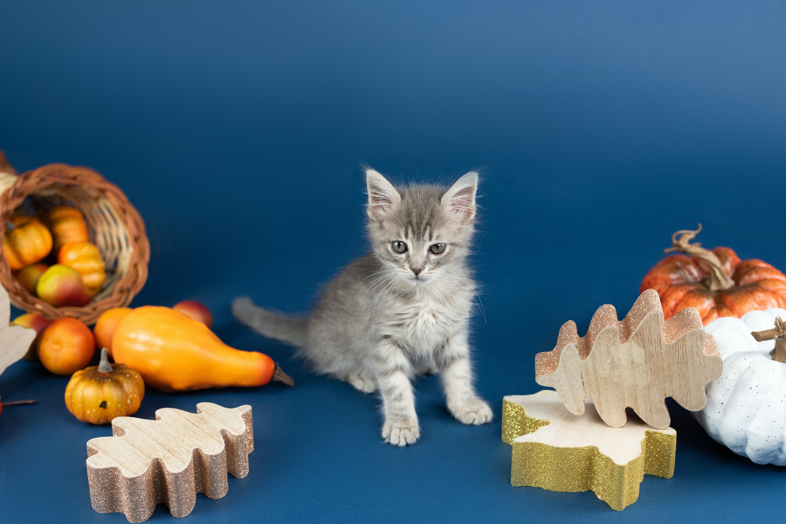 3 Tips For A Safe Thanksgiving With Your Cat