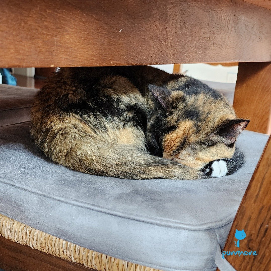 Moo knows the best way to spend a Caturday. How are you spending yours?
#caturday #tortitude 
.
.
.
#purrmorecats #purrmore  #catsofbrookline #catsofboston #bostoncats #catsofnewton #catsofjamaicaplain #catsofroslindale #rozziecat #catsofwestroxbury 