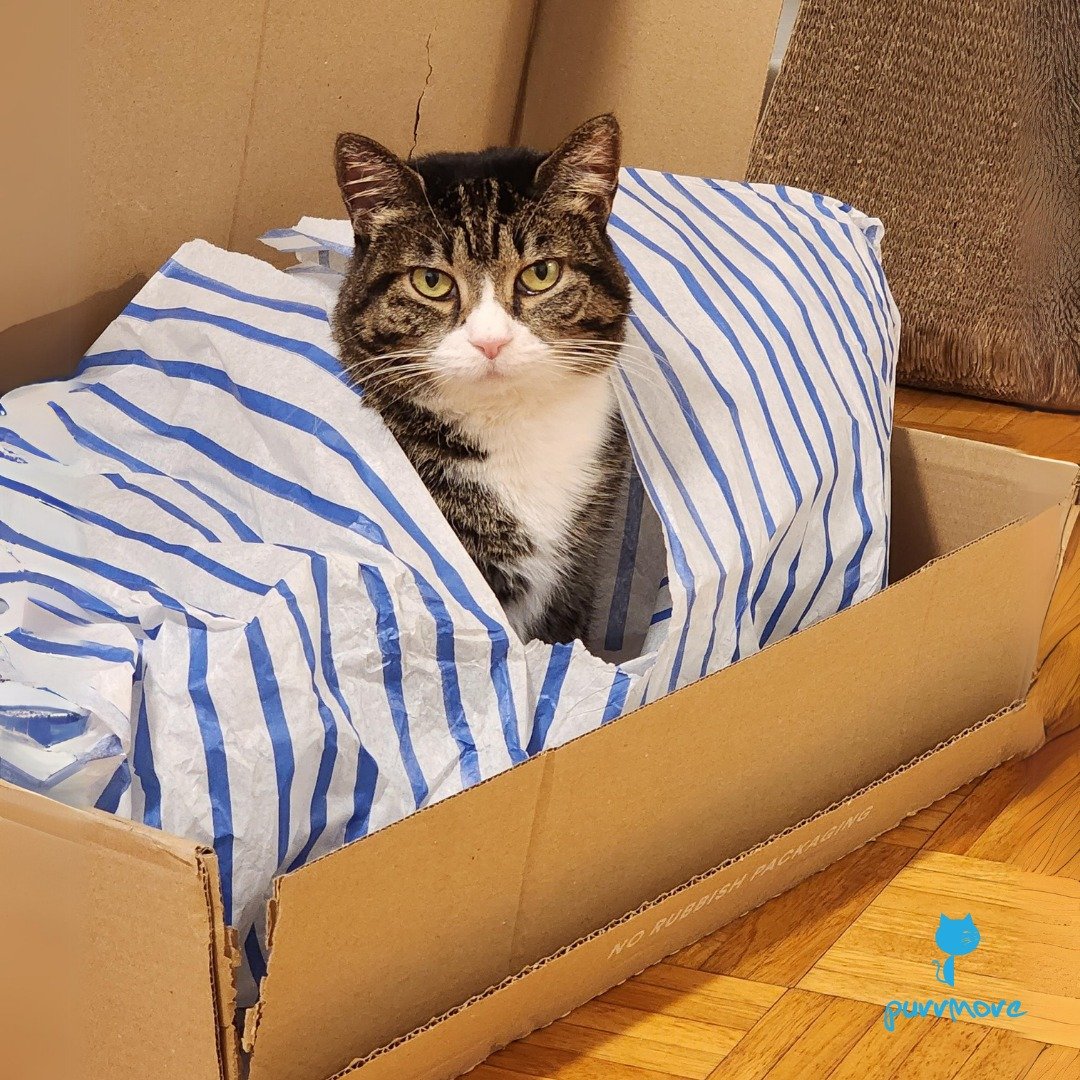 Lila is taking sitting in boxes to a new level.
#catinabox 
.
.
.
#purrmorecats #purrmore  #catsofbrookline #catsofboston #bostoncats #catsofnewton #catsofjamaicaplain #catsofroslindale #rozziecat #catsofwestroxbury #catsofinstagram #cats #catsitter 