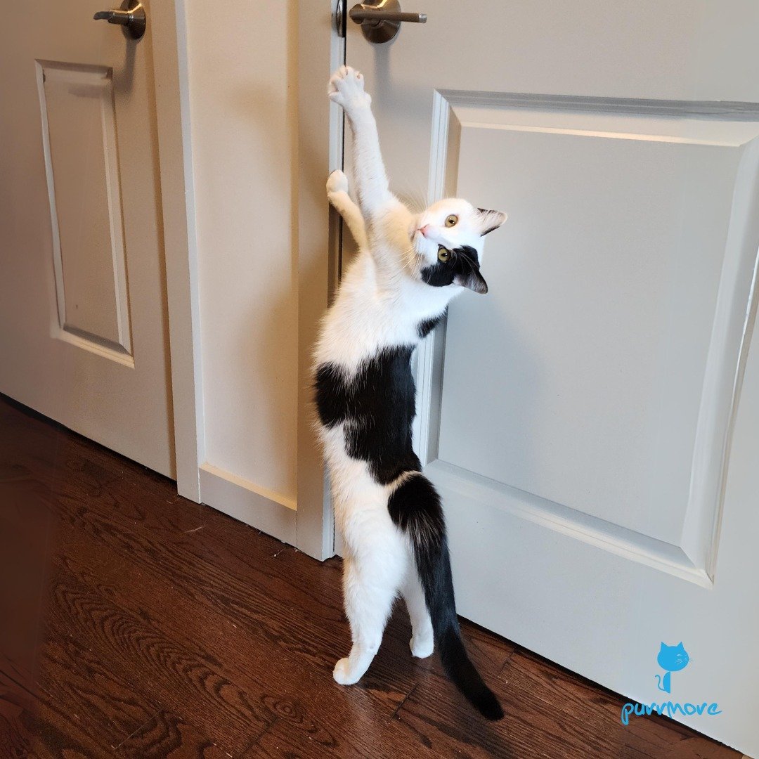 Chad is wishing the best of luck to all the participants in today's Boston Marathon. Don't forget to stretch!
#bostonmarathoncat #bostonmarathon 
.
.
.
#purrmorecats #purrmore  #catsofbrookline #catsofboston #bostoncats #catsofnewton #catsofjamaicapl