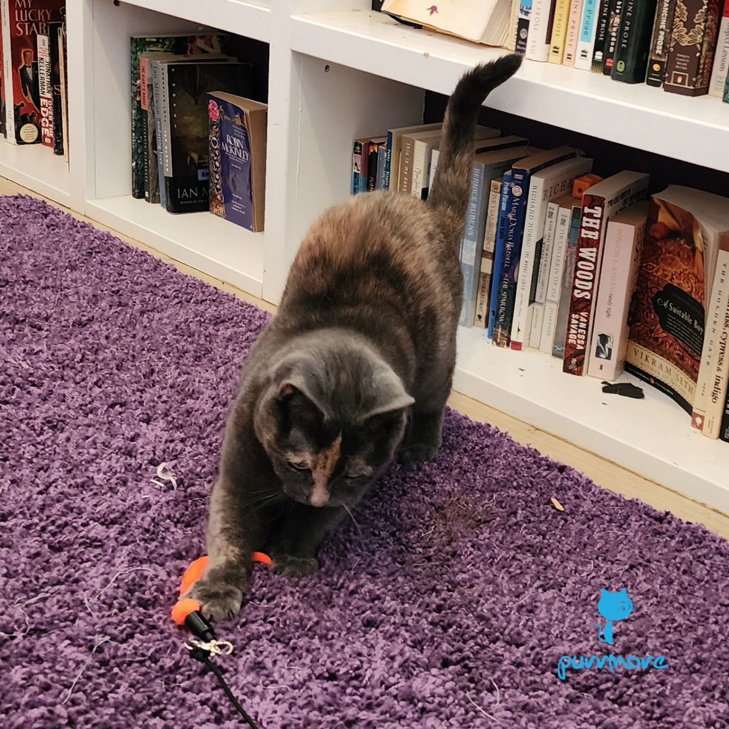 Any time is playtime! -- Maggie 
.
.
.
#purrmorecats #purrmore  #catsofbrookline #catsofboston #bostoncats #catsofnewton #catsofjamaicaplain #catsofroslindale #rozziecat #catsofwestroxbury #catsofinstagram #cats #catsitter #catsitterboston #catcare #