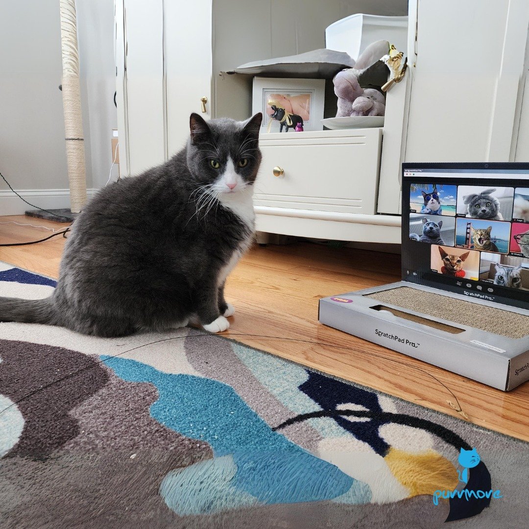 This Zoom meeting should have been an email -- Franklin
.
.
.
#purrmorecats #purrmore  #catsofbrookline #catsofboston #bostoncats #catsofnewton #catsofjamaicaplain #catsofroslindale #rozziecat #catsofwestroxbury #catsofinstagram #cats #catsitter #cat