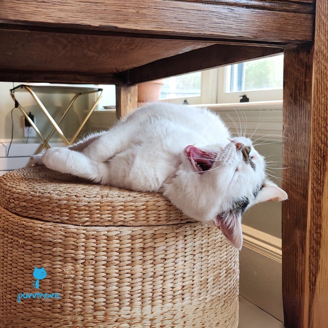 Here's Pippi with your #caturday reminder to take a break!
#fivemoreminutes #bigyawn 
.
.
.
#purrmorecats #purrmore #catsofjamaicaplain #catsofroslindale #rozziecat #catsofwestroxbury #catsitter #catsitterboston #catcare #petsitter