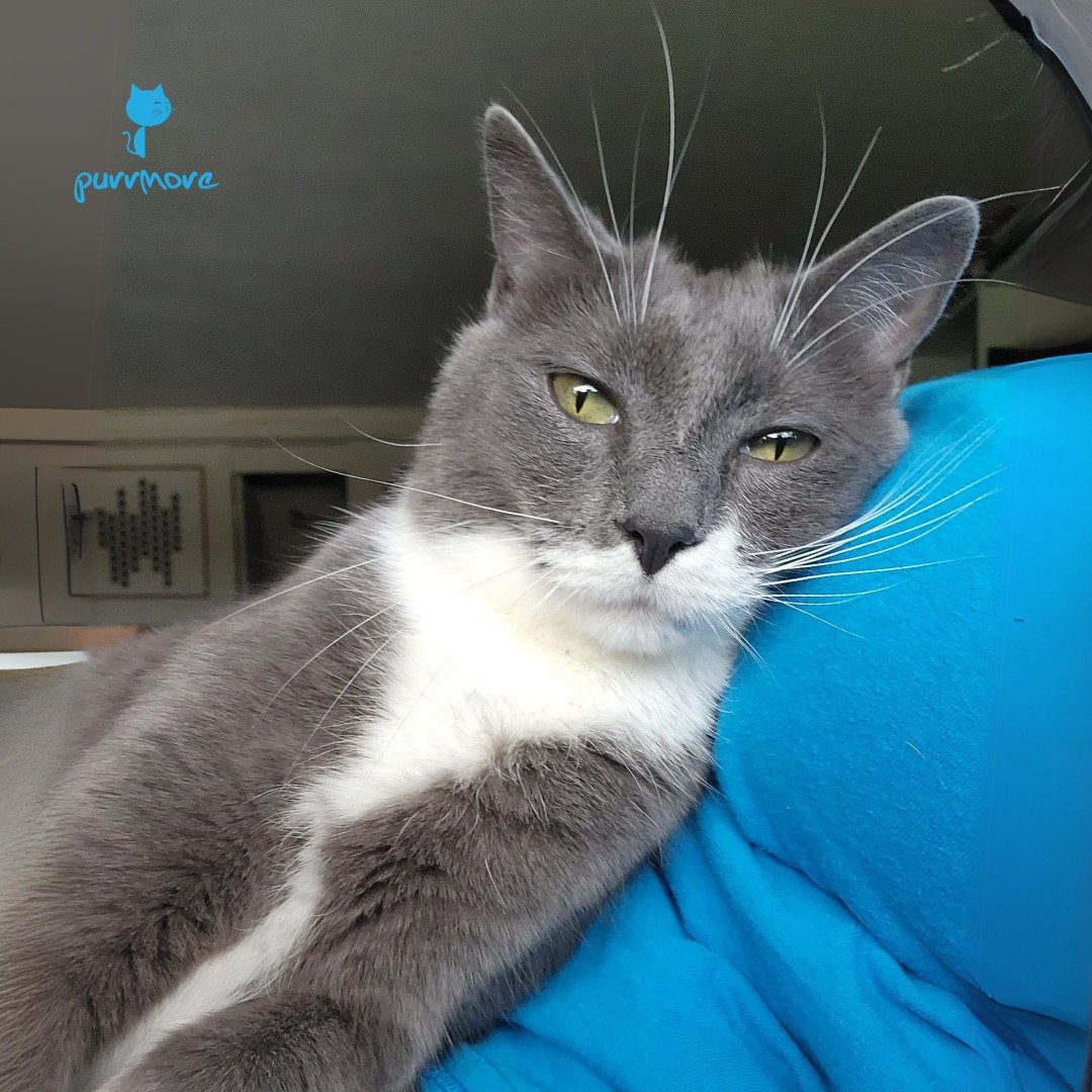 When Don't Hug Your Cat Day falls on Whisker Wednesday, you get a cuddle with Aaron and his impressive whiskers.
#WhiskerWednesday #donthugyourcatday #nationalhugyourcatday 
.
Today is &quot;NationalHug Your Cat Day&quot;, but please don't hug your c