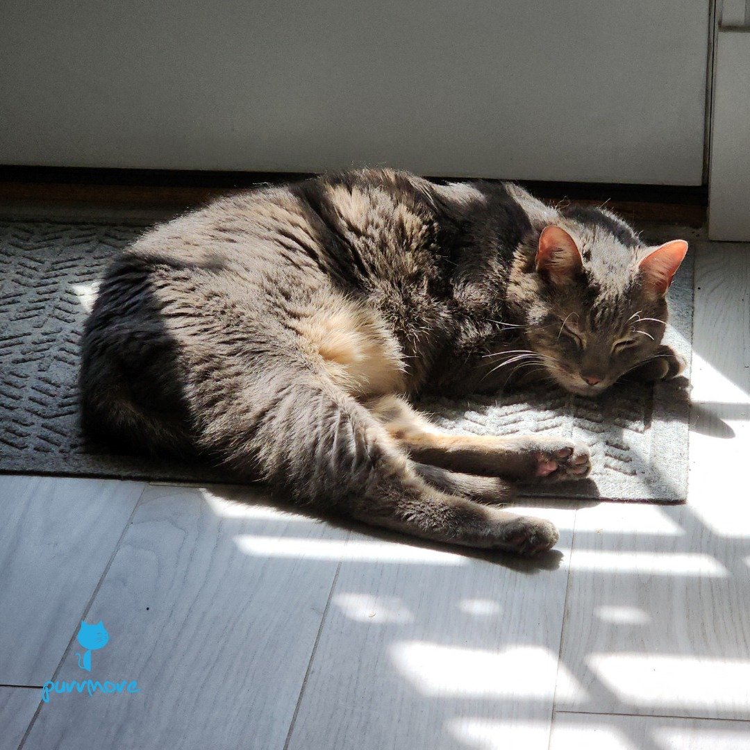 Cayo is having a wonderful #caturday 
#sunnyspot #sleepinasunbeam 
.
.
.
#purrmorecats #purrmore #catsofjamaicaplain #catsofroslindale #rozziecat #catsofwestroxbury #catsitter #catsitterboston #catcare #petsitter