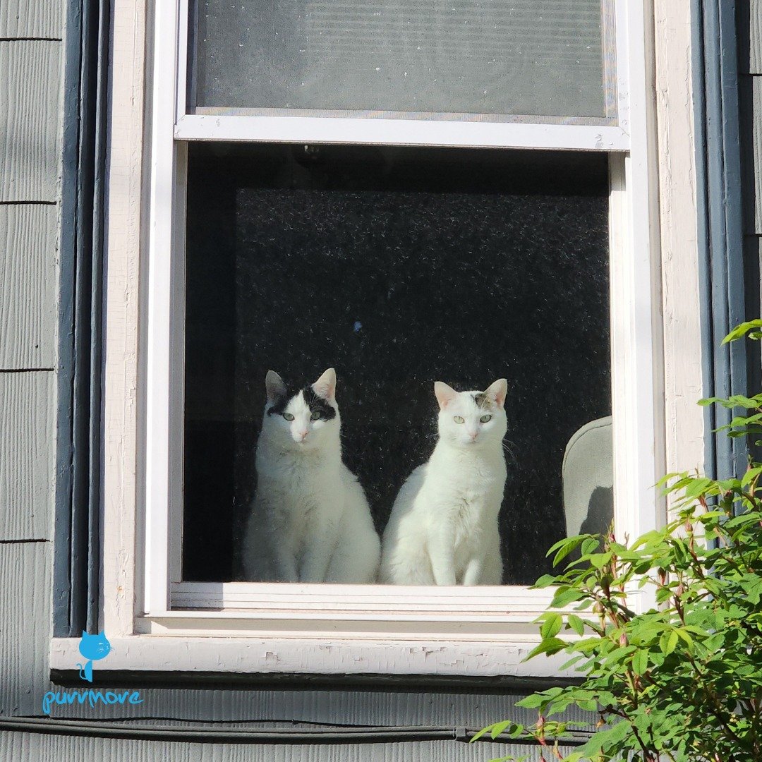 Swipe to see the smile on Selene's face when she sees her cat sitter coming 👉.
.
.
.
#purrmorecats #purrmore #catsofjamaicaplain #catsofroslindale #rozziecat #catsofwestroxbury #catsitter #catsitterboston #catcare #petsitter