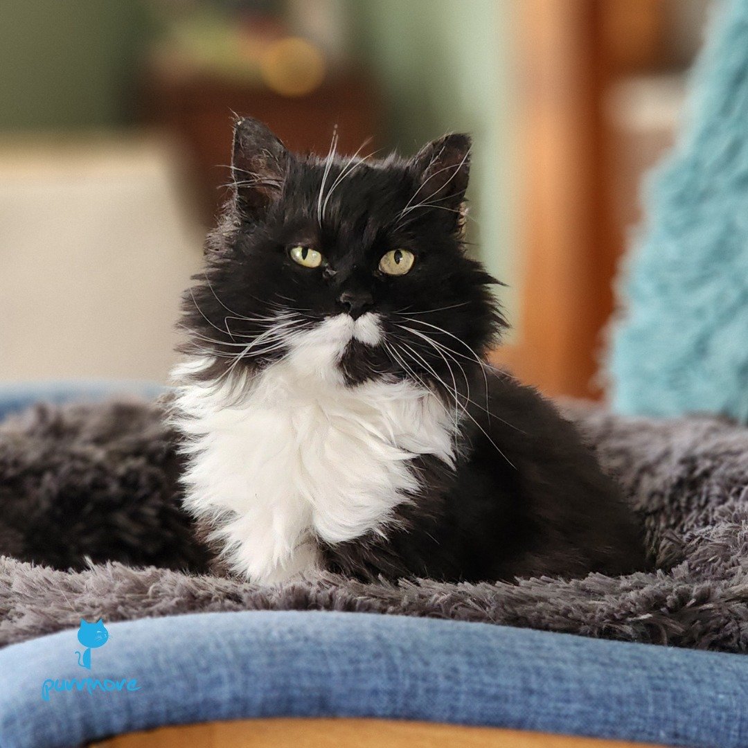 Happy #caturday naps -- Mr. Peeps
.
.
.
#purrmorecats #purrmore #catsofjamaicaplain #catsofroslindale #rozziecat #catsofwestroxbury #catsitter #catsitterboston #catcare #petsitter