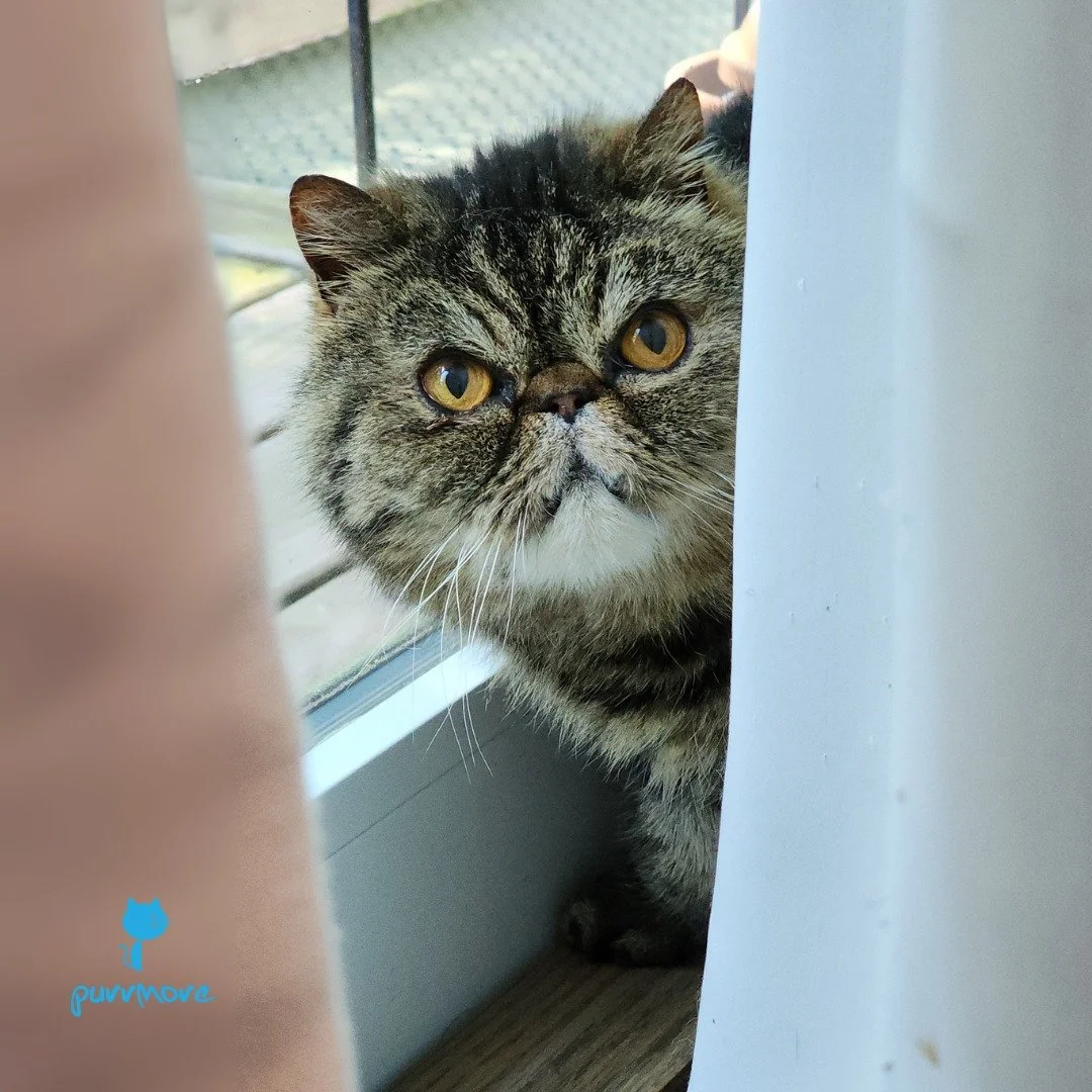Who's hiding behind the curtain? -- Carl
#tabbytuesday 
.
.
.
#purrmorecats #purrmore #catsofjamaicaplain #catsofroslindale #rozziecat #catsofwestroxbury #catsitter #catsitterboston #catcare #petsitter