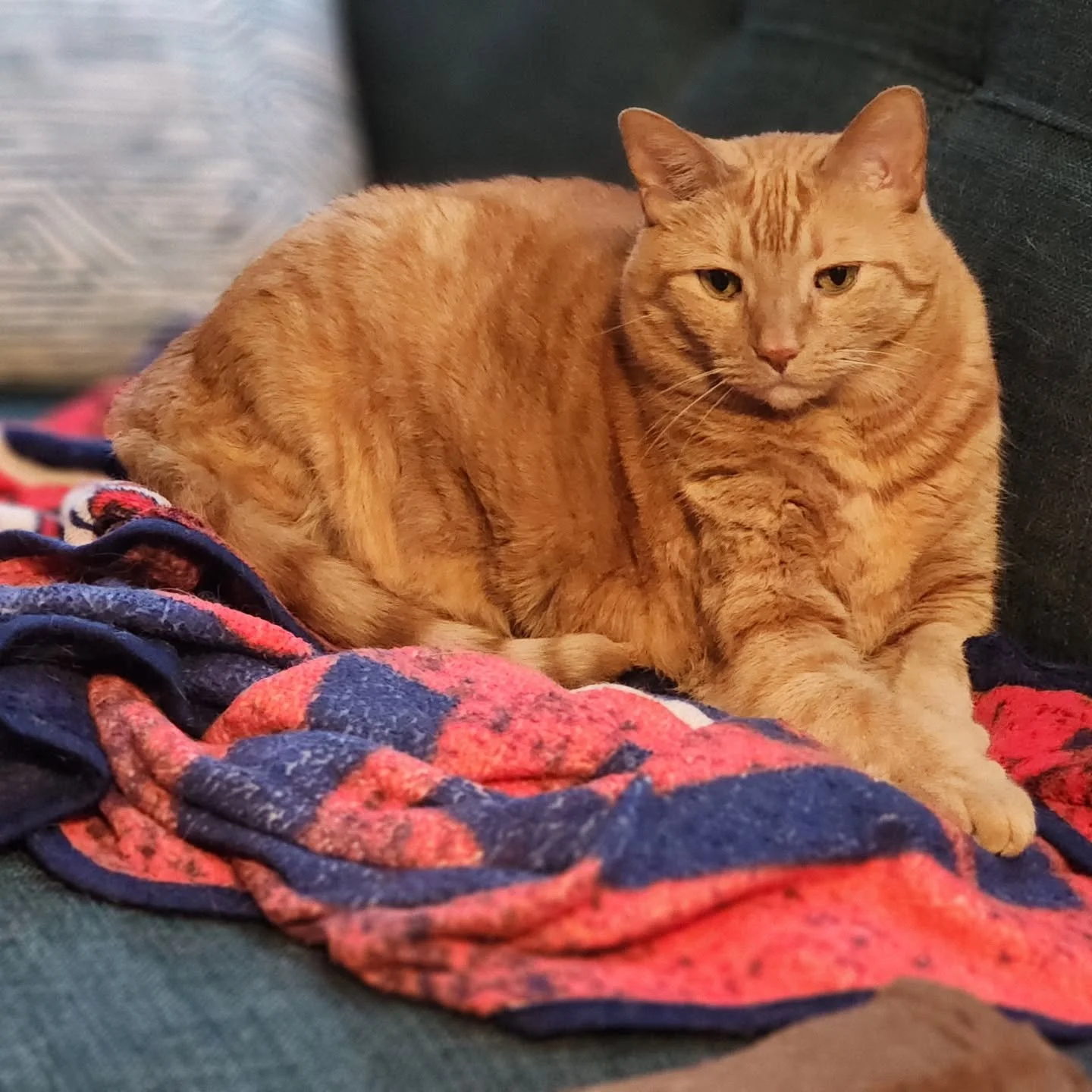 Weather Alert from Ginger: Sleep on a blanket season is here! Sleep in your hooman's lap season is coming!
#rainyday 
.
.
.
#purrmorecats #purrmore  #catsofbrookline #catsofboston #bostoncats #catsofnewton #catsofjamaicaplain #catsofroslindale #rozzi