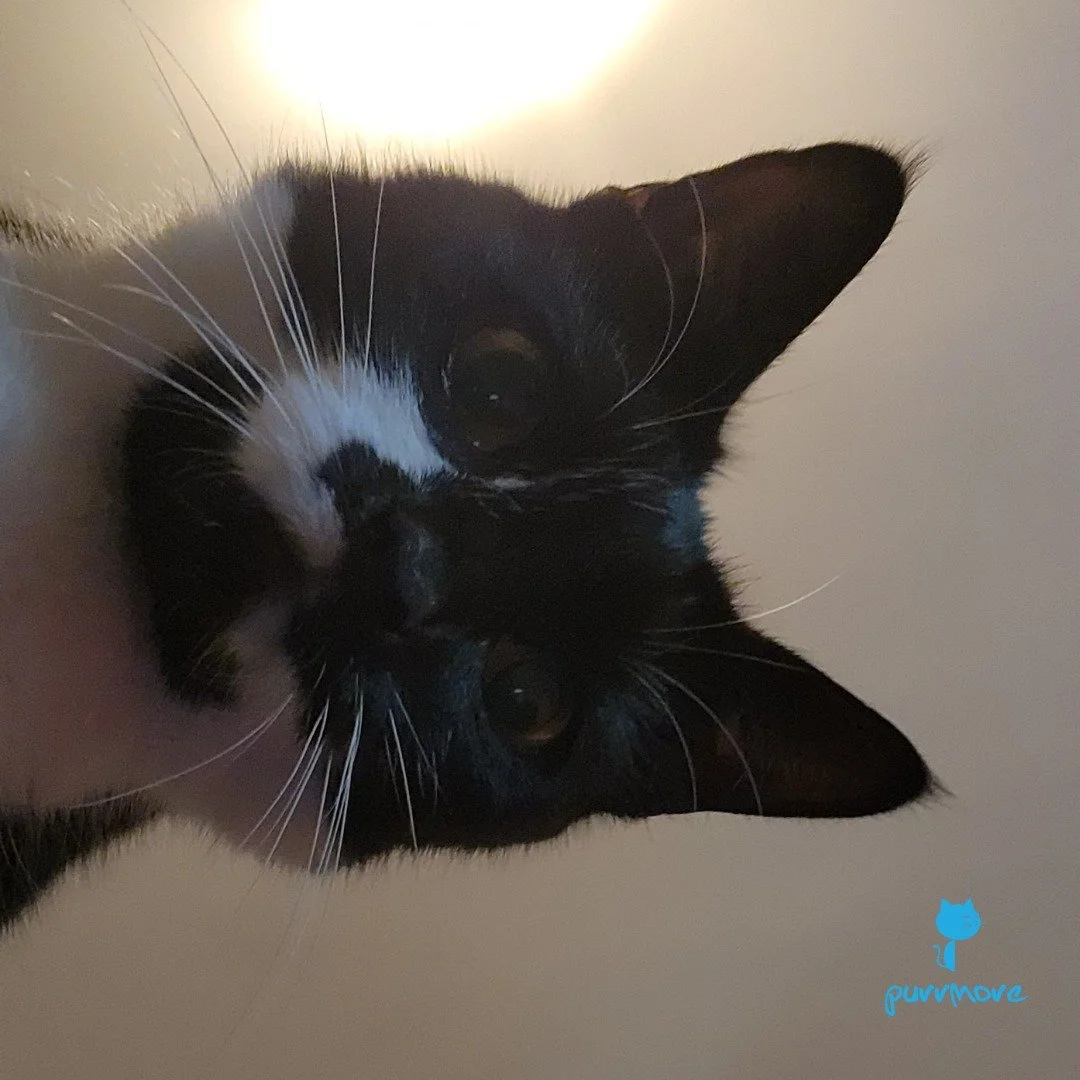 Dot is a selfie queen!
Also, be careful when leaving an unlocked phone with a cat.
#cybersecurityawareness #selfiequeen 
.
.
.
#purrmorecats #purrmore #catsofjamaicaplain #catsofroslindale #rozziecat #catsofwestroxbury #catsitter #catsitterboston #ca