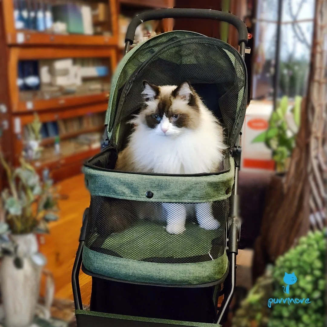Auggie is ready for adventures!
.
.
.
#purrmorecats #purrmore #catsofjamaicaplain #catsofroslindale #rozziecat #catsofwestroxbury #catsitter #catsitterboston #catcare #petsitter