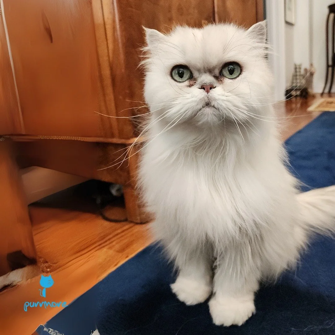Celebrating #WhiskerWednesday with Gloria's gorgeous, glorious whiskers.
#persiancat 
.
.
.
#purrmorecats #purrmore #catsofjamaicaplain #catsofroslindale #rozziecat #catsofwestroxbury #catsitter #catsitterboston #catcare #petsitter