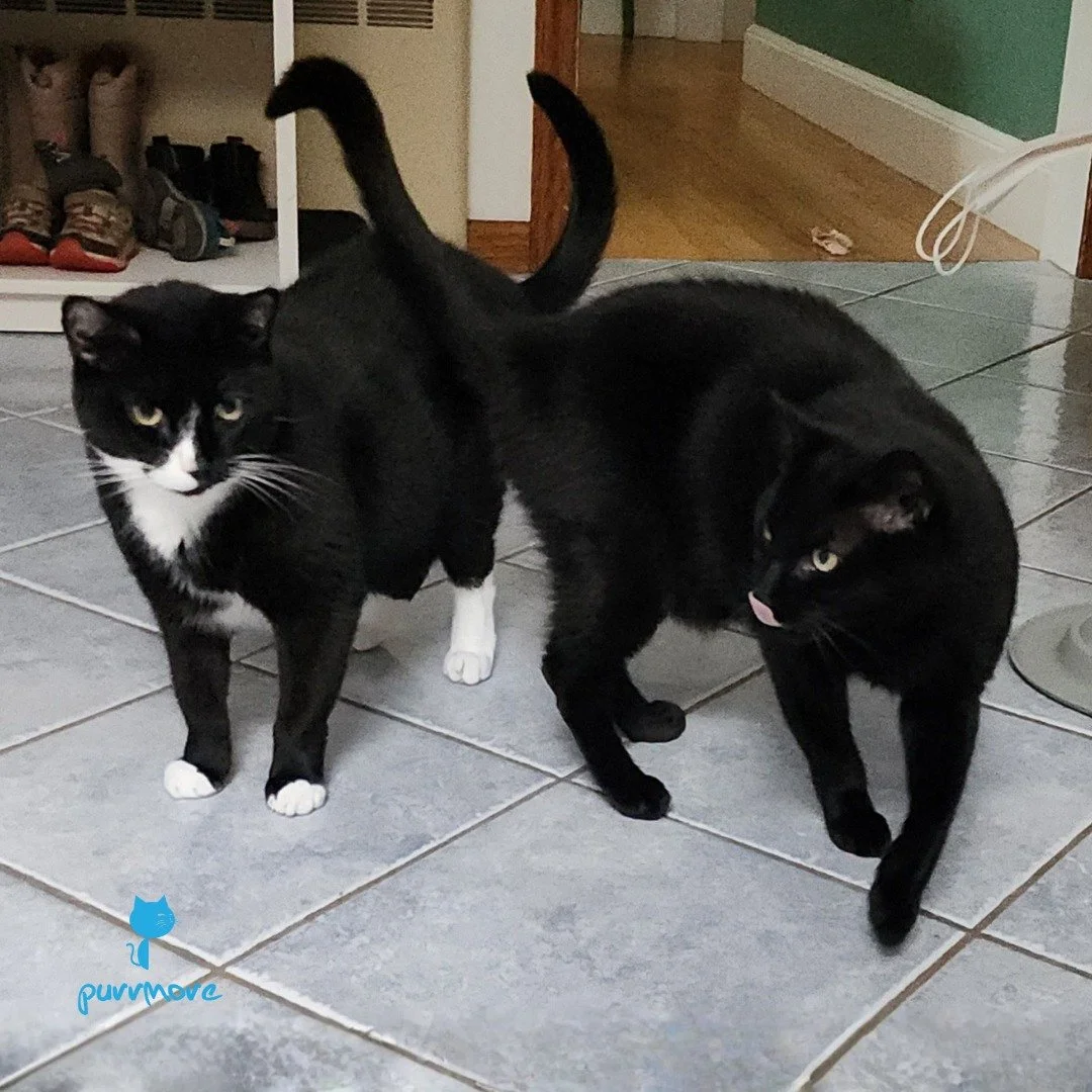 Ravioli and Lasagna (Laz) are wishing you a happy National Pasta Day!
#nationalpastaday 
.
.
.
#purrmorecats #purrmore #catsofjamaicaplain #catsofroslindale #rozziecat #catsofwestroxbury #catsitter #catsitterboston #catcare #petsitter