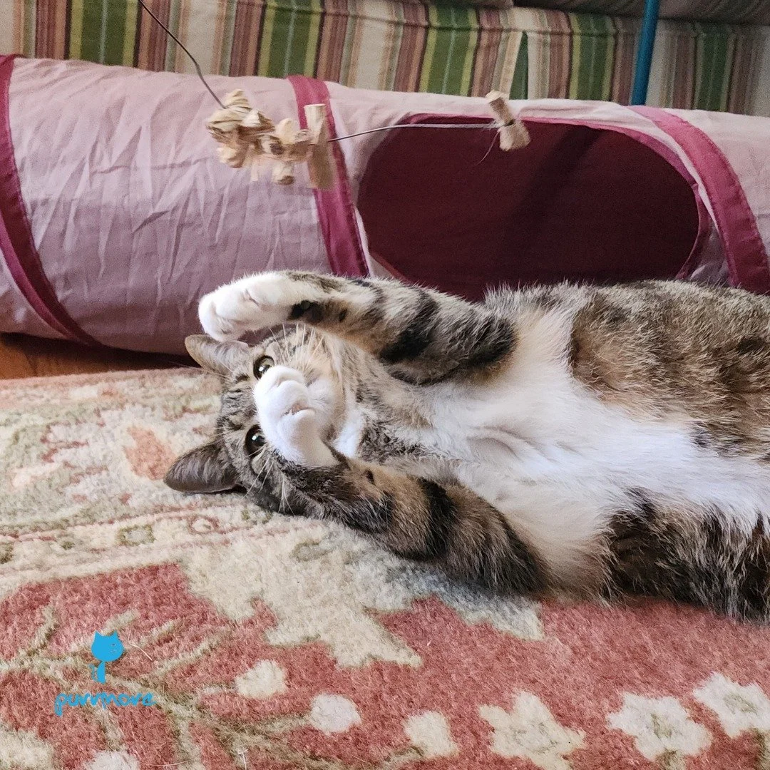 Playtime with Peanut.
.
.
.
#purrmorecats #purrmore #catsofjamaicaplain #catsofroslindale #rozziecat #catsofwestroxbury #catsitter #catsitterboston #catcare #petsitter