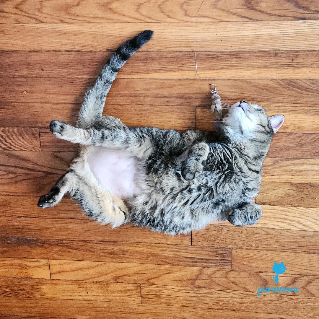 Charlie is ready to roll into the weekend! Happy Friyay!
.
.
.
#purrmorecats #purrmore #catsofjamaicaplain #catsofroslindale #rozziecat #catsofwestroxbury #catsitter #catsitterboston #catcare #petsitter
