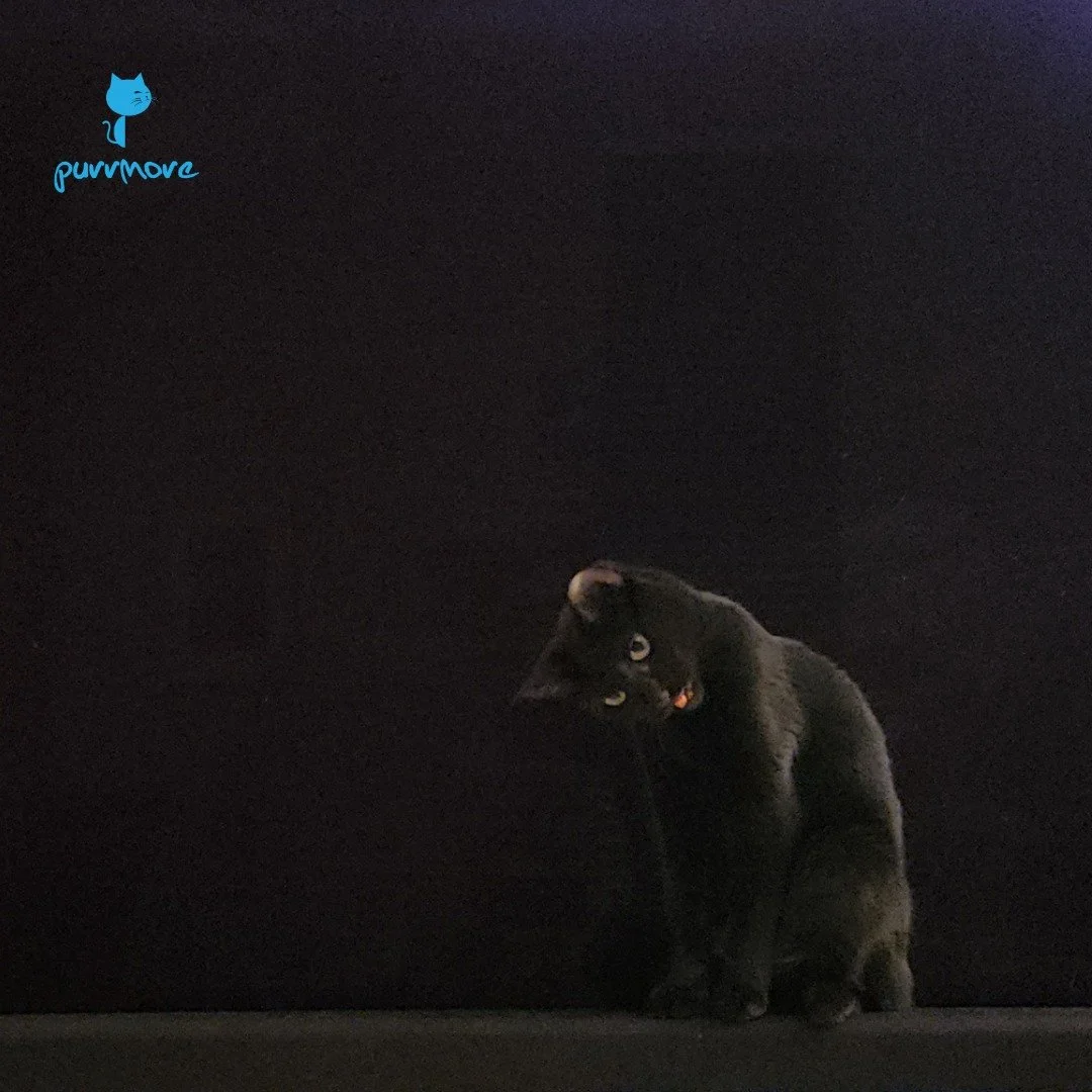 Sitting in front of the TV is the best form of camouflage! -- Ruby, wishing you a happy National Black Cat Day!
#nationalblackcatday 
.
.
.
#purrmorecats #purrmore #catsofjamaicaplain #catsofroslindale #rozziecat #catsofwestroxbury #catsitter #catsit