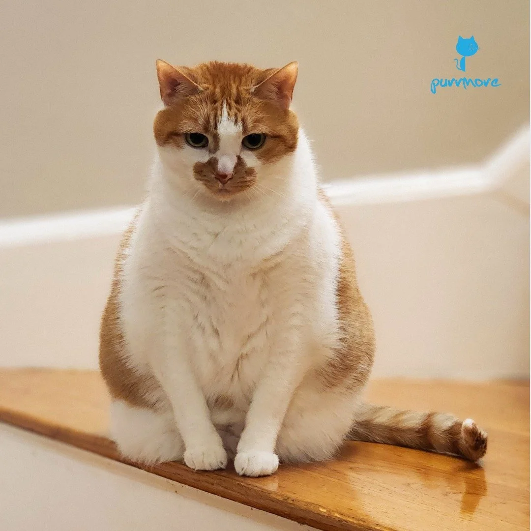 Hazel wishes you a happy National Cat Day! (with the caveat that for us, every day is National Cat Day!)
#nationalcatday #happynationalcatday 
.
.
.
#purrmorecats #purrmore #catsofjamaicaplain #catsofroslindale #rozziecat #catsofwestroxbury #catsitte