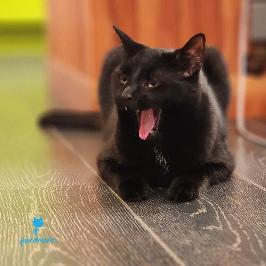 Happy and Safe Halloween from Merlin and the Purrmore Clowder!
Swipe 👉 for important Halloween safety tips.
.
You can learn more at:
Cat Friendly Homes: https://catfriendly.com/cat-friendly-homes/holiday-safety/#halloween
Catster: https://www.catste