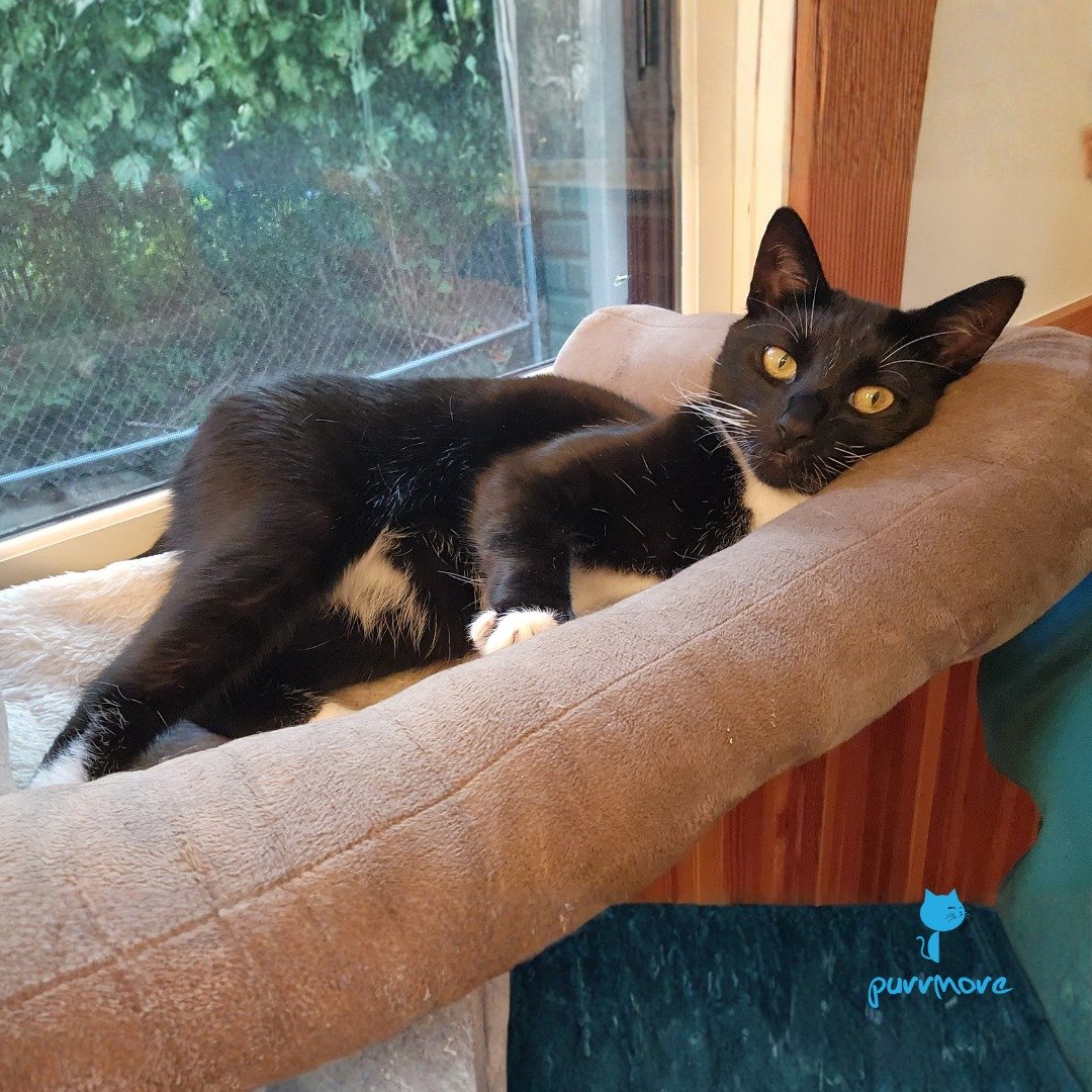 Nerys is ready for another nap. Happy Caturday!
#caturday 
.
.
.
#purrmorecats #purrmore #catsofjamaicaplain #catsofroslindale #rozziecat #catsofwestroxbury #catsitter #catsitterboston #catcare #petsitter