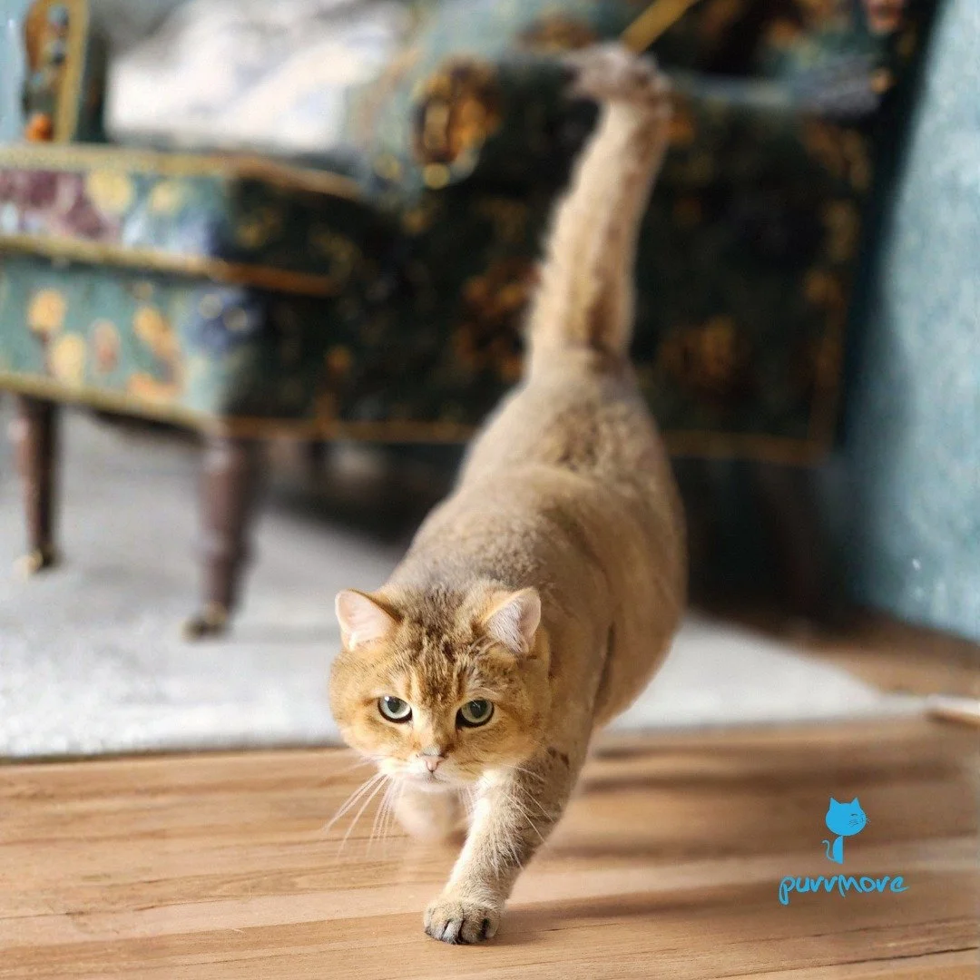 Pangpang is on the move!
.
.
.
#purrmorecats #purrmore #catsofjamaicaplain #catsofroslindale #rozziecat #catsofwestroxbury #catsitter #catsitterboston #catcare #petsitter