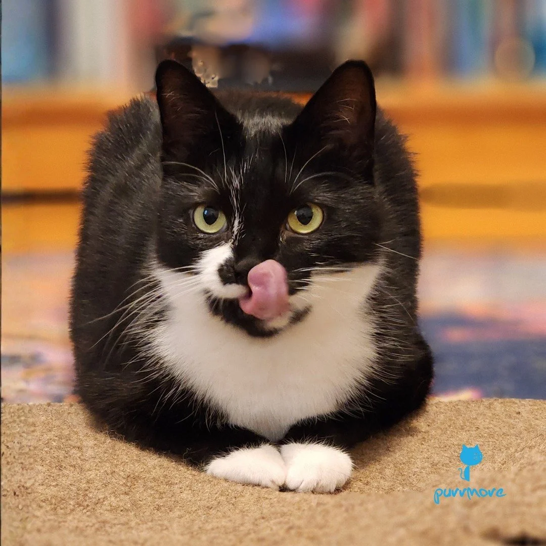 Dot can touch her nose with her tongue! #tot 
#tongueouttuesday 
.
.
.
#purrmorecats #purrmore #catsofjamaicaplain #catsofroslindale #rozziecat #catsofwestroxbury #catsitter #catsitterboston #catcare #petsitter