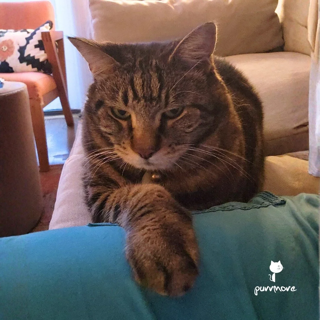 It's Small Business Caturday. Make sure to support your local pet care business!
Pim Pim is supporting by making sure I don't go anywhere.
#smallbusinesssaturday #caturday 
.
.
.
#purrmorecats #purrmore #catsofjamaicaplain #catsofroslindale #rozzieca