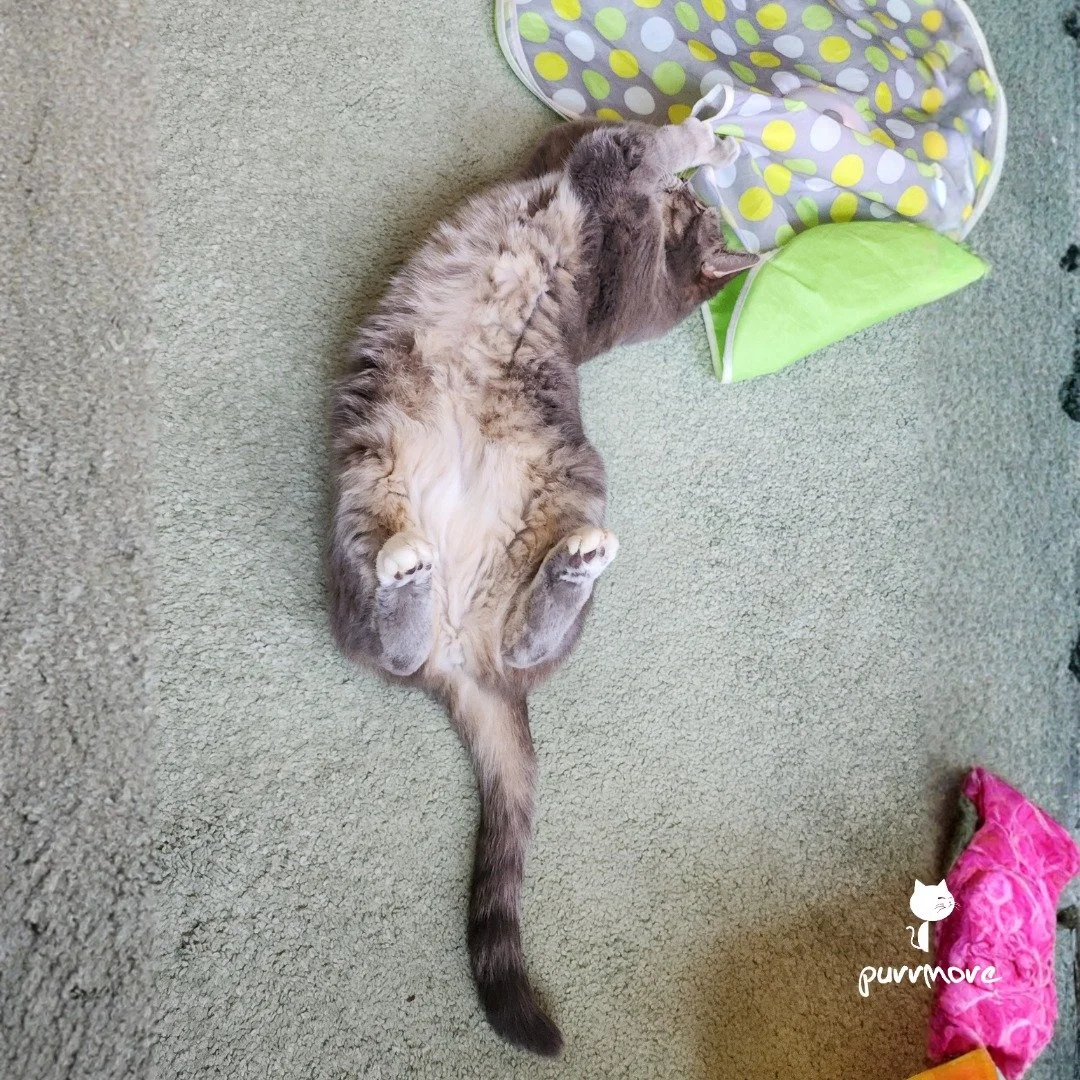 Catch the mousie! -- Livvy
#playtime #bellyup 
.
.
.
#purrmorecats #purrmore #catsofjamaicaplain #catsofroslindale #rozziecat #catsofwestroxbury #catsitter #catsitterboston #catcare #petsitter