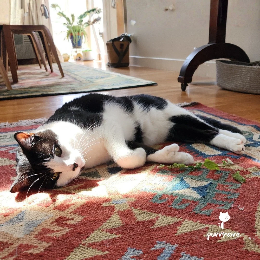 Nabuco is enjoying a post-nip nap.
.
.
.
#purrmorecats #purrmore #catsofjamaicaplain #catsofroslindale #rozziecat #catsofwestroxbury #catsitter #catsitterboston #catcare #petsitter