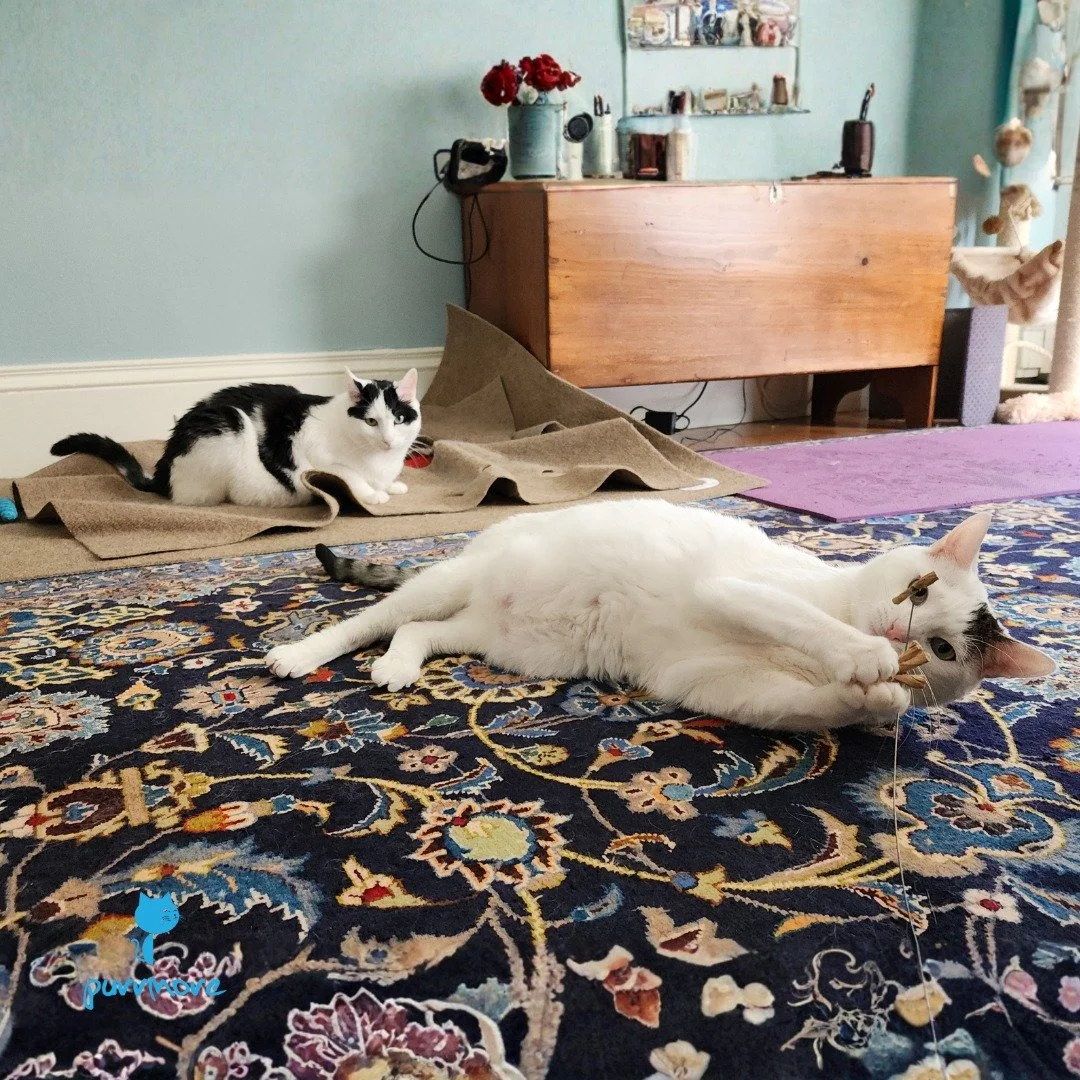 Orion and Selene are ready for the weekend! Happy Friday!
#playtime
.
.
.
#purrmorecats #purrmore #catsofjamaicaplain #catsofroslindale #rozziecat #catsofwestroxbury #catsitter #catsitterboston #catcare #petsitter