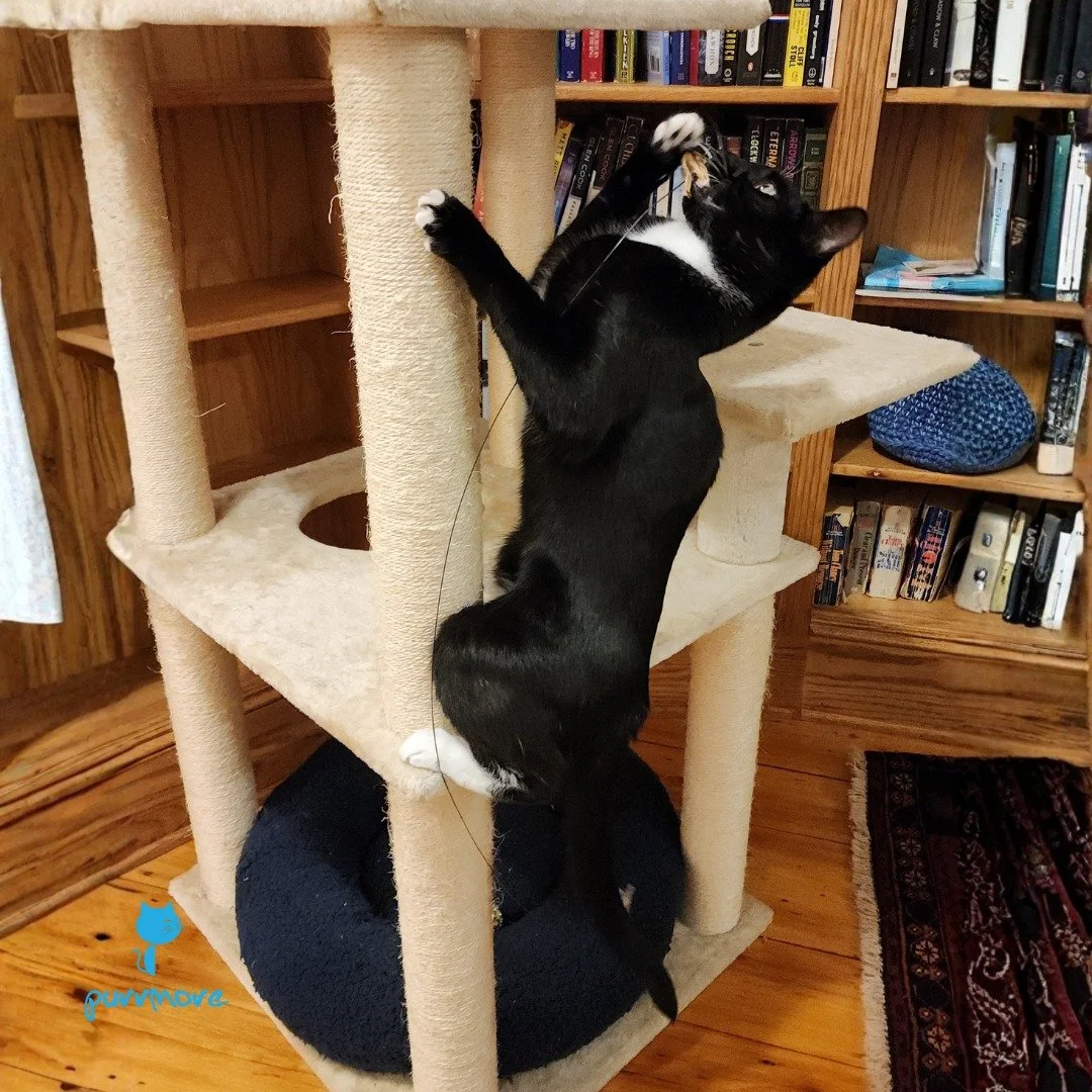 Nerys had some exciting time playing!
#playtime 
.
.
.
#purrmorecats #purrmore #catsofjamaicaplain #catsofroslindale #rozziecat #catsofwestroxbury #catsitter #catsitterboston #catcare #petsitter