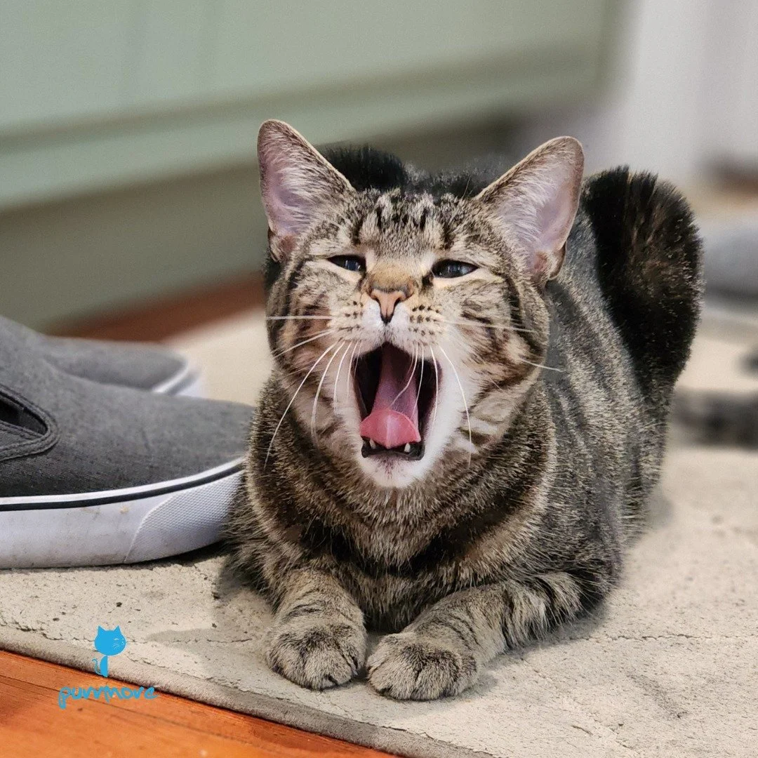 Being cute all day is such hard work! -- Mika
#cutecat
.
.
.
#purrmorecats #purrmore #catsofjamaicaplain #catsofroslindale #rozziecat #catsofwestroxbury #catsitter #catsitterboston #catcare #petsitter