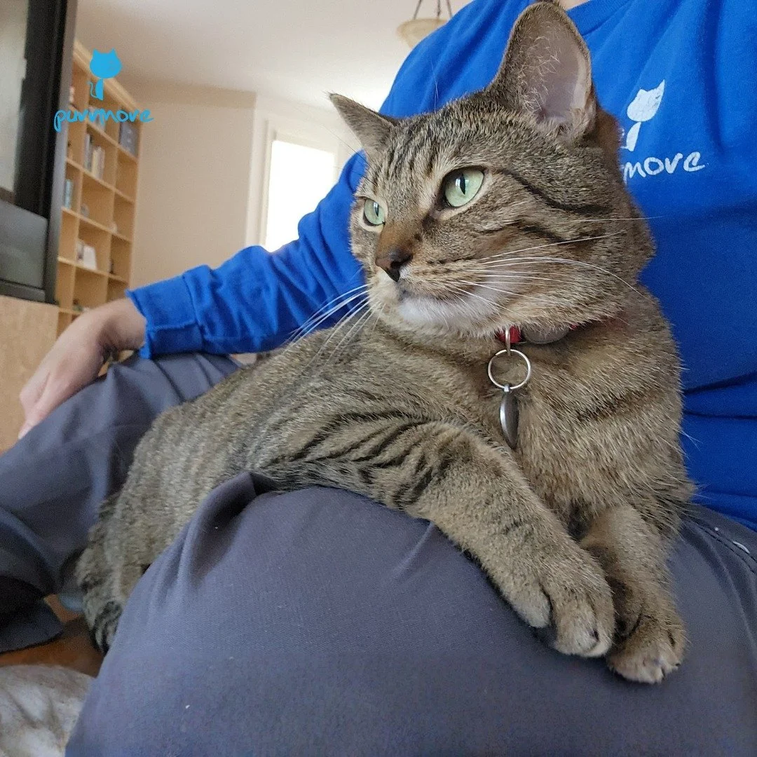Good lap-sitting weather -- Chai
.
.
.
#purrmorecats #purrmore #catsofjamaicaplain #catsofroslindale #rozziecat #catsofwestroxbury #catsitter #catsitterboston #catcare #petsitter